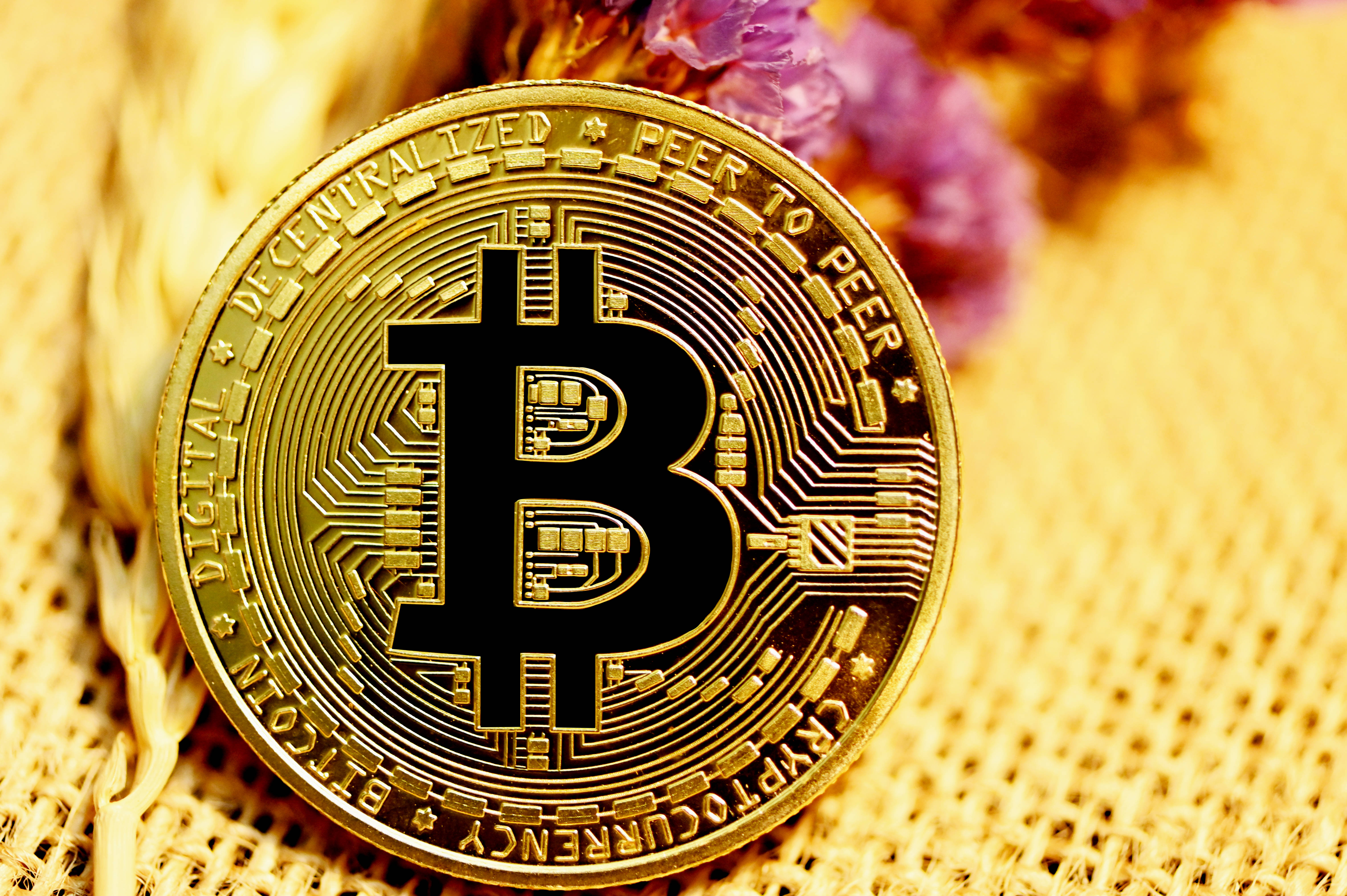 比特幣 桌布 壁紙 — 一枚金色比特幣，帶有電路板設計，放在編織質地上，旁邊有乾燥的紫色花朵。