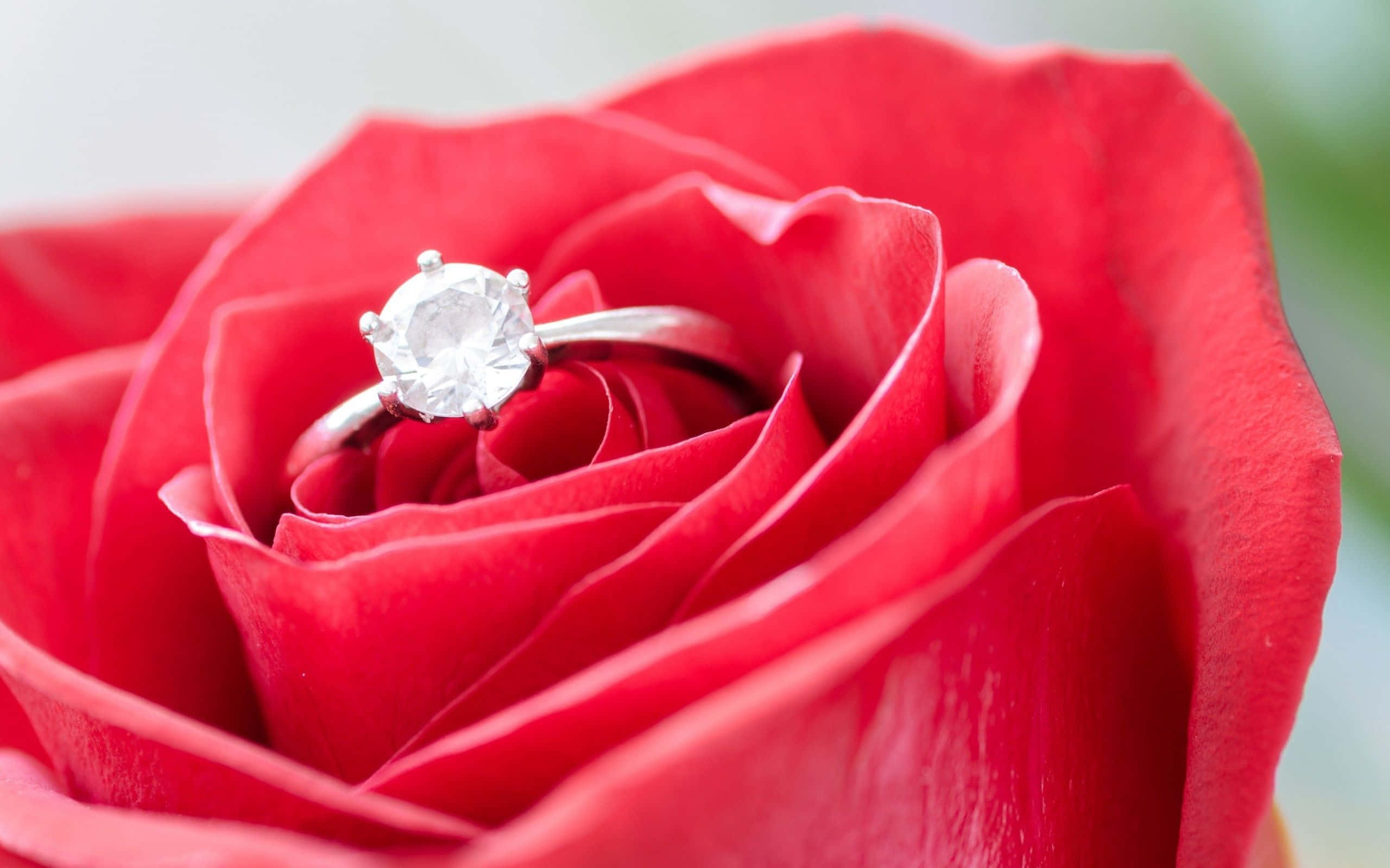 rings 桌布 壁紙 — 一枚閃爍的鑽石訂婚戒指，鑲嵌在深紅玫瑰的天鵝絨花瓣中。