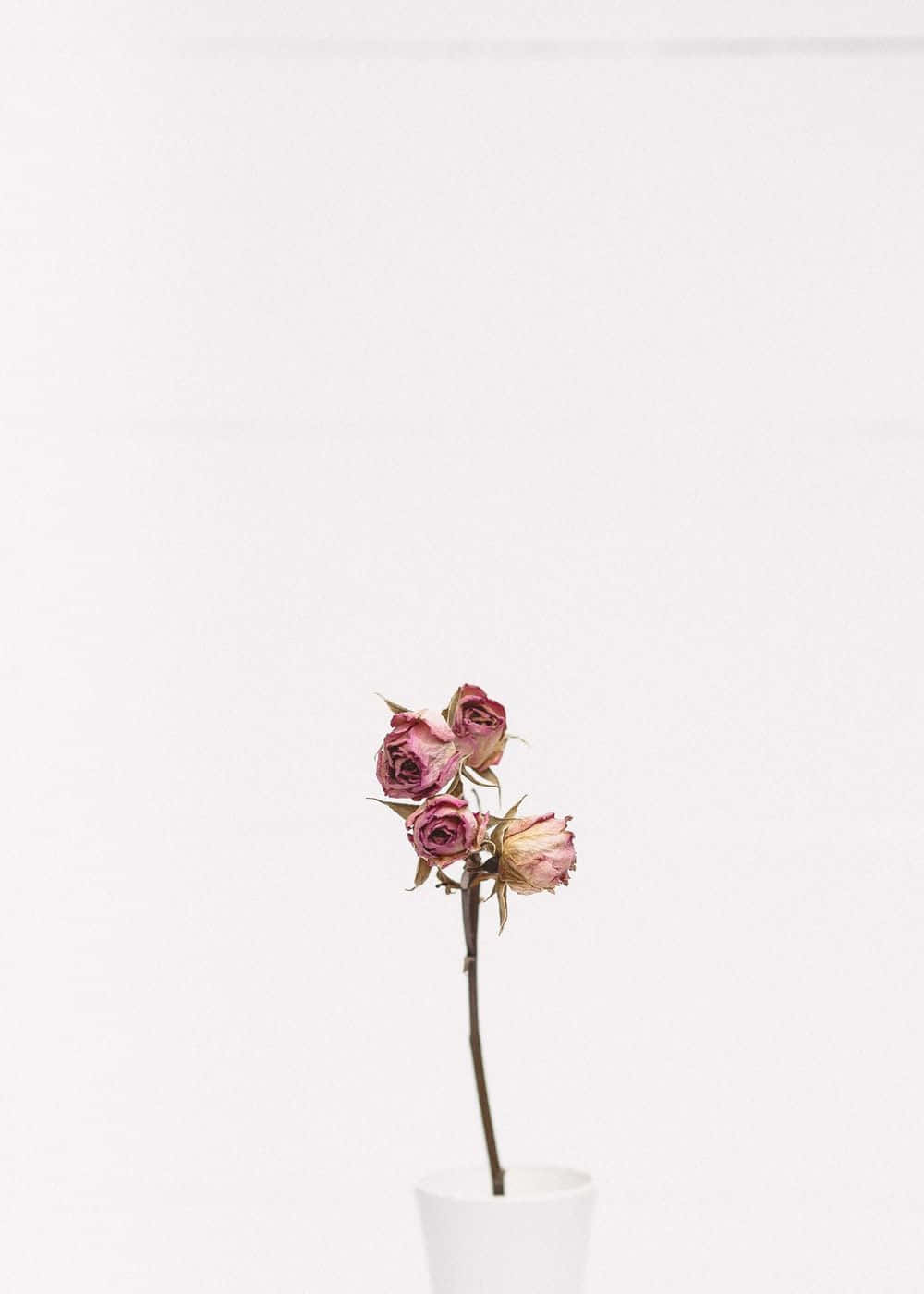 Minimalist Flower Computer 桌布 壁紙 — 一枝乾燥粉紅玫瑰在白色花瓶中，獨自立在極簡白色背景前。