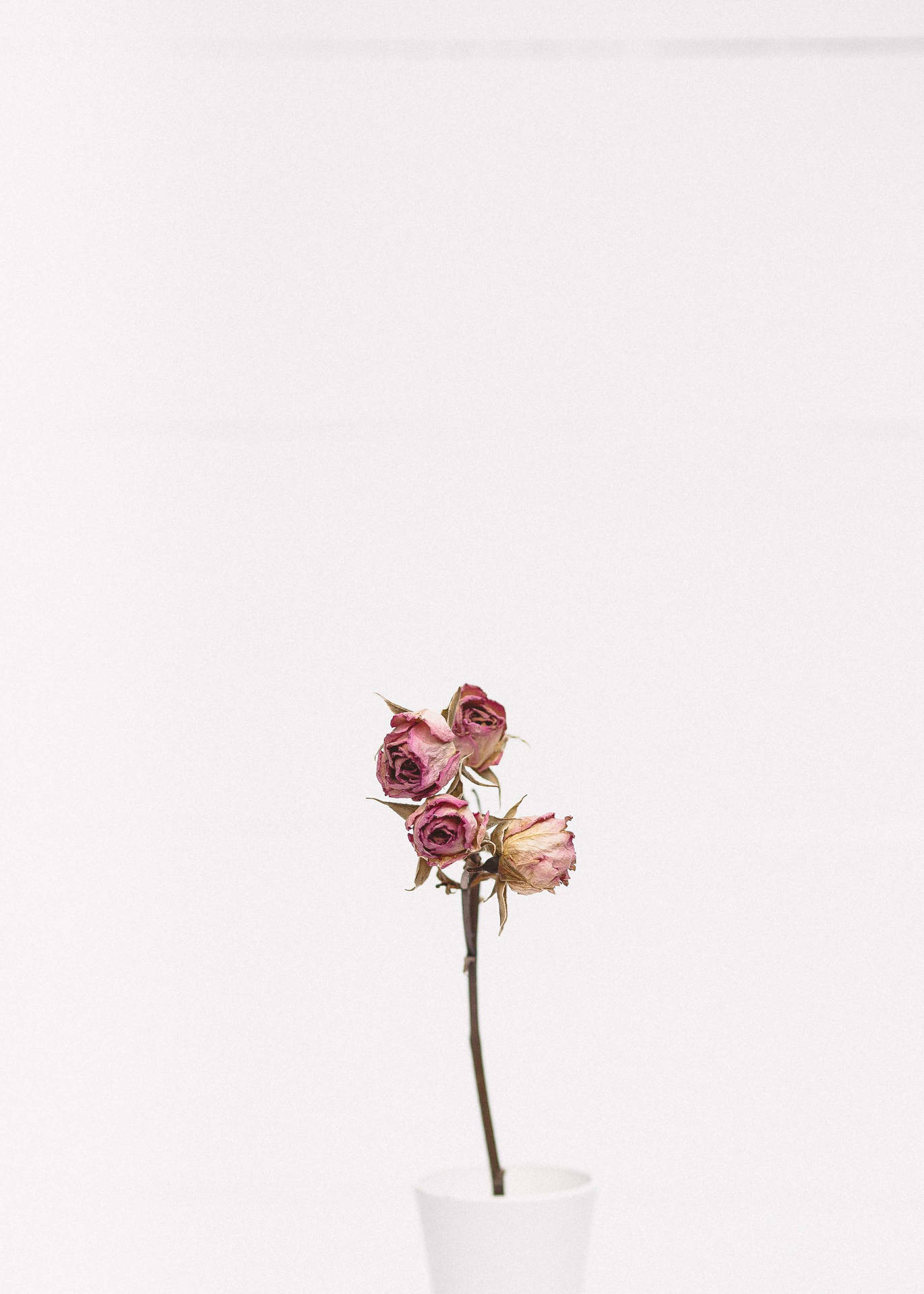 白色花瓶中的乾燥粉紅玫瑰，背景為純白色。 — 絕命異次元 GIF 壁紙