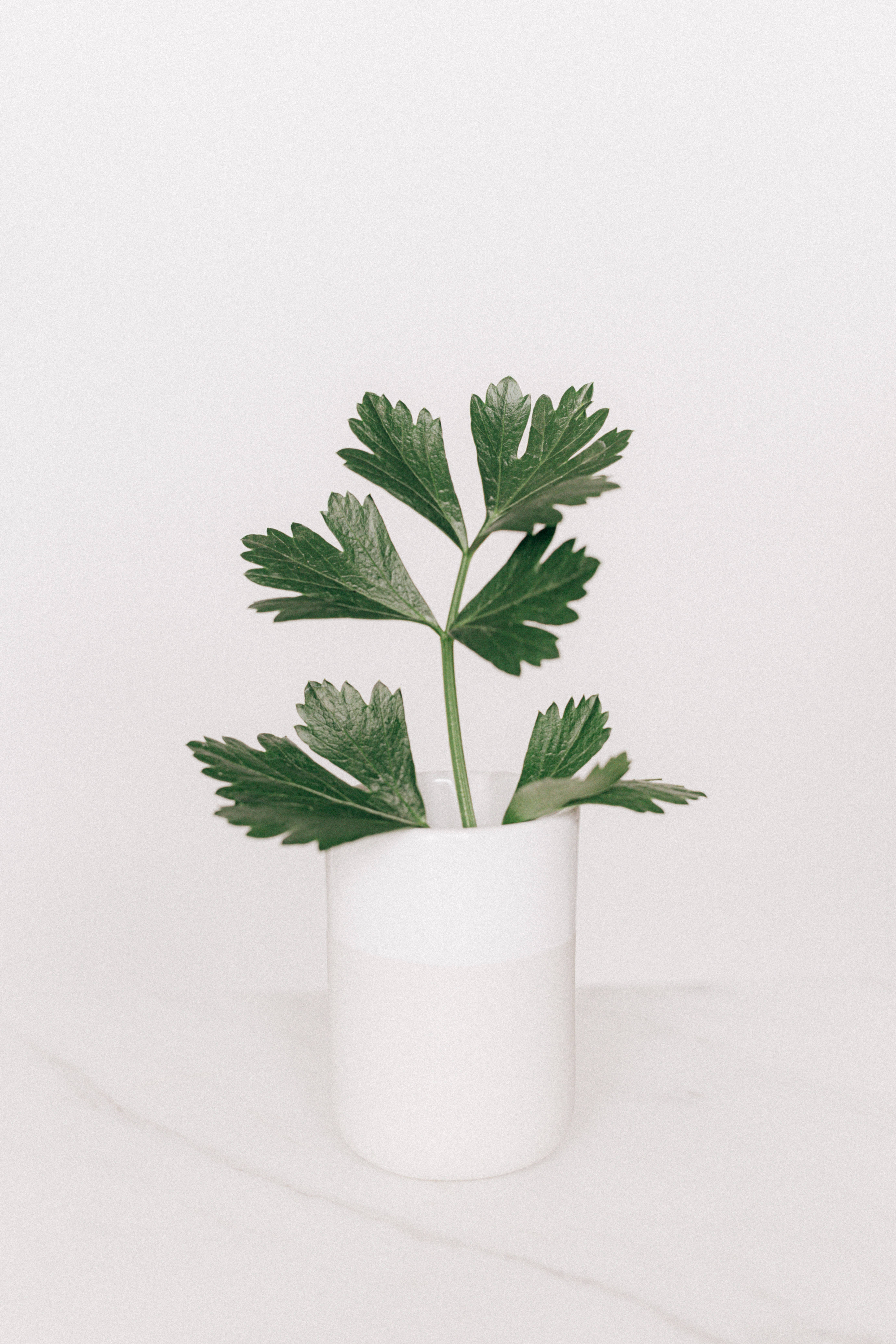 Light Green Plain 桌布 壁紙 — 一枝充滿活力的綠色歐芹直立在簡約的白色陶瓷花瓶內，背景是潔淨的白色。