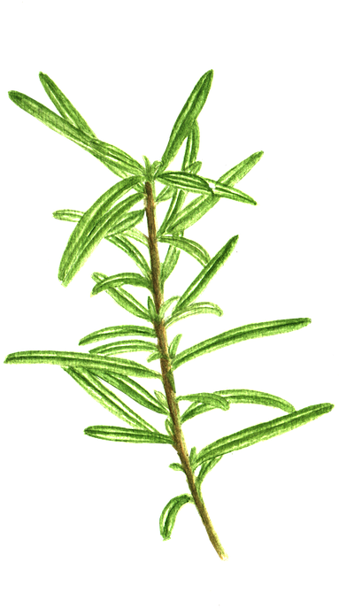 Plant 桌布 壁紙 — 一枝充滿活力的綠色迷迭香枝條，帶有針狀葉子，在純黑色背景下格外突出。