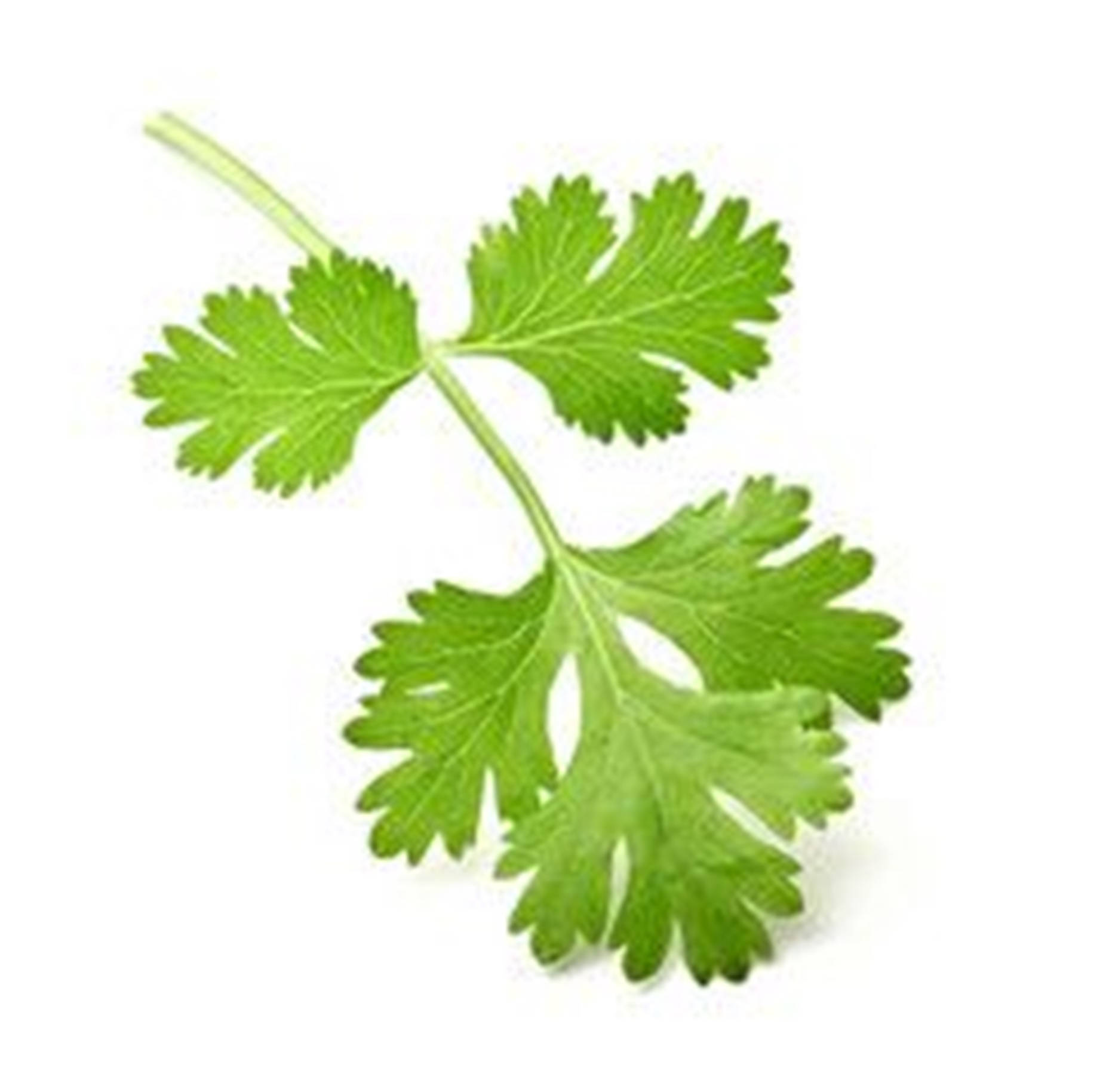 Coriander 桌布 壁紙 — 一枝充滿活力的綠色香菜，帶有羽毛狀的葉子，放在潔淨的白色背景上。