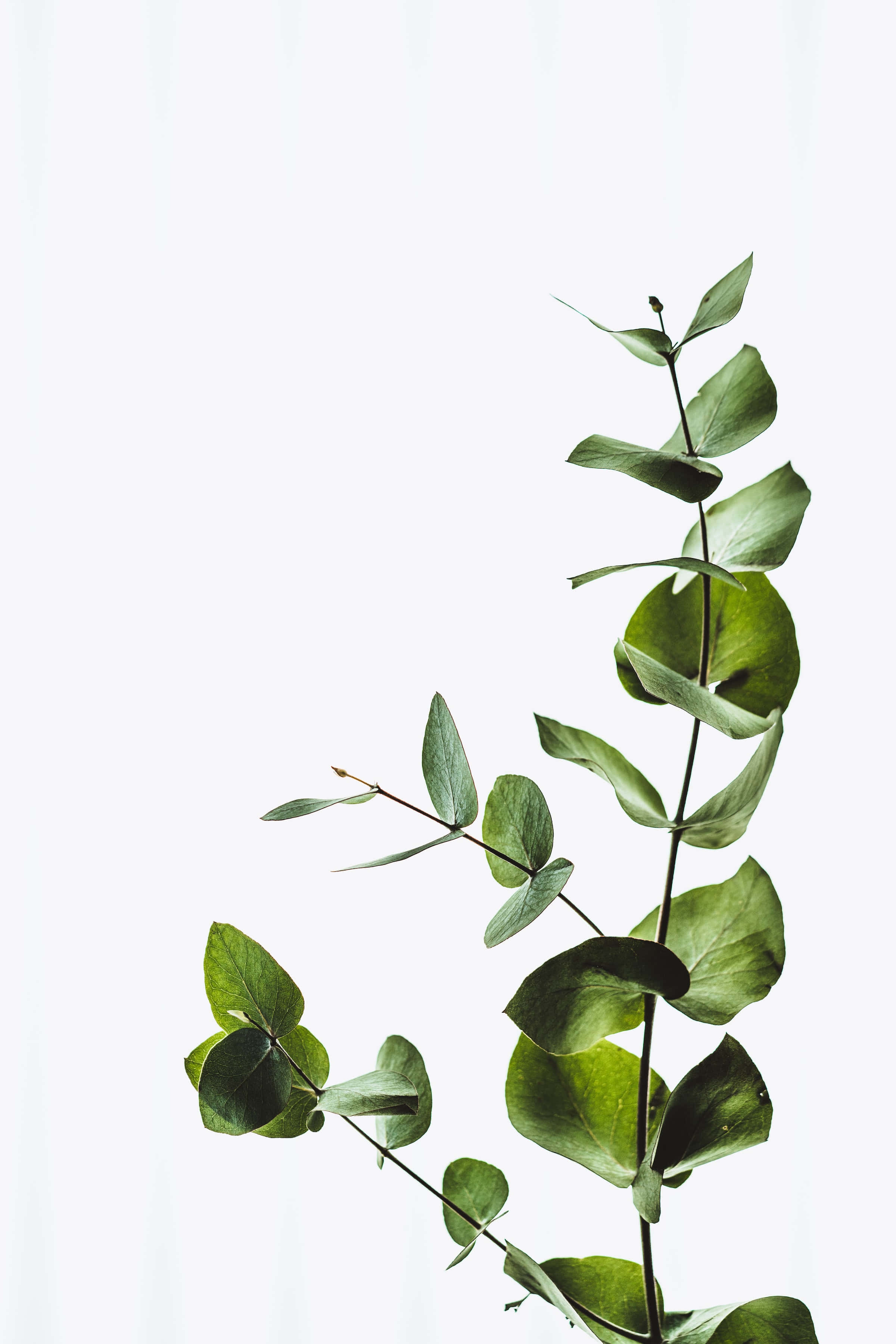 Plant Aesthetic 桌布 壁紙 — 一枝單一的尤加利樹枝，帶有光澤的綠色葉子，在柔軟的白色背景上對角延伸。