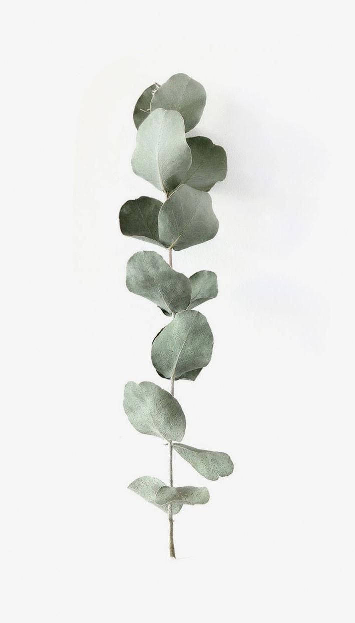 Eucalyptus 桌布 壁紙 — 一枝單一的尤加利樹枝，帶有柔和的綠色葉子，垂直立在柔和的白色背景上。