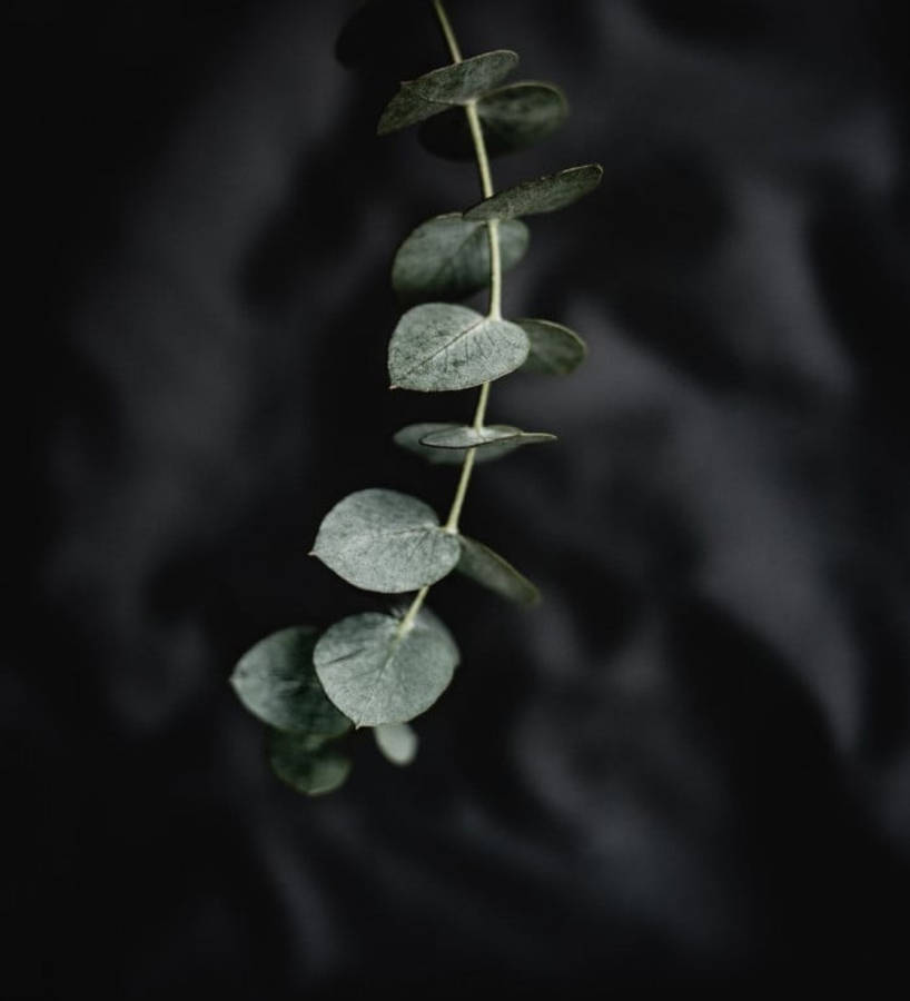 Plant 桌布 壁紙 — 一枝尤加利樹枝，帶有圓形銀綠色葉子，垂直懸掛在柔軟的深灰色布料背景上。
