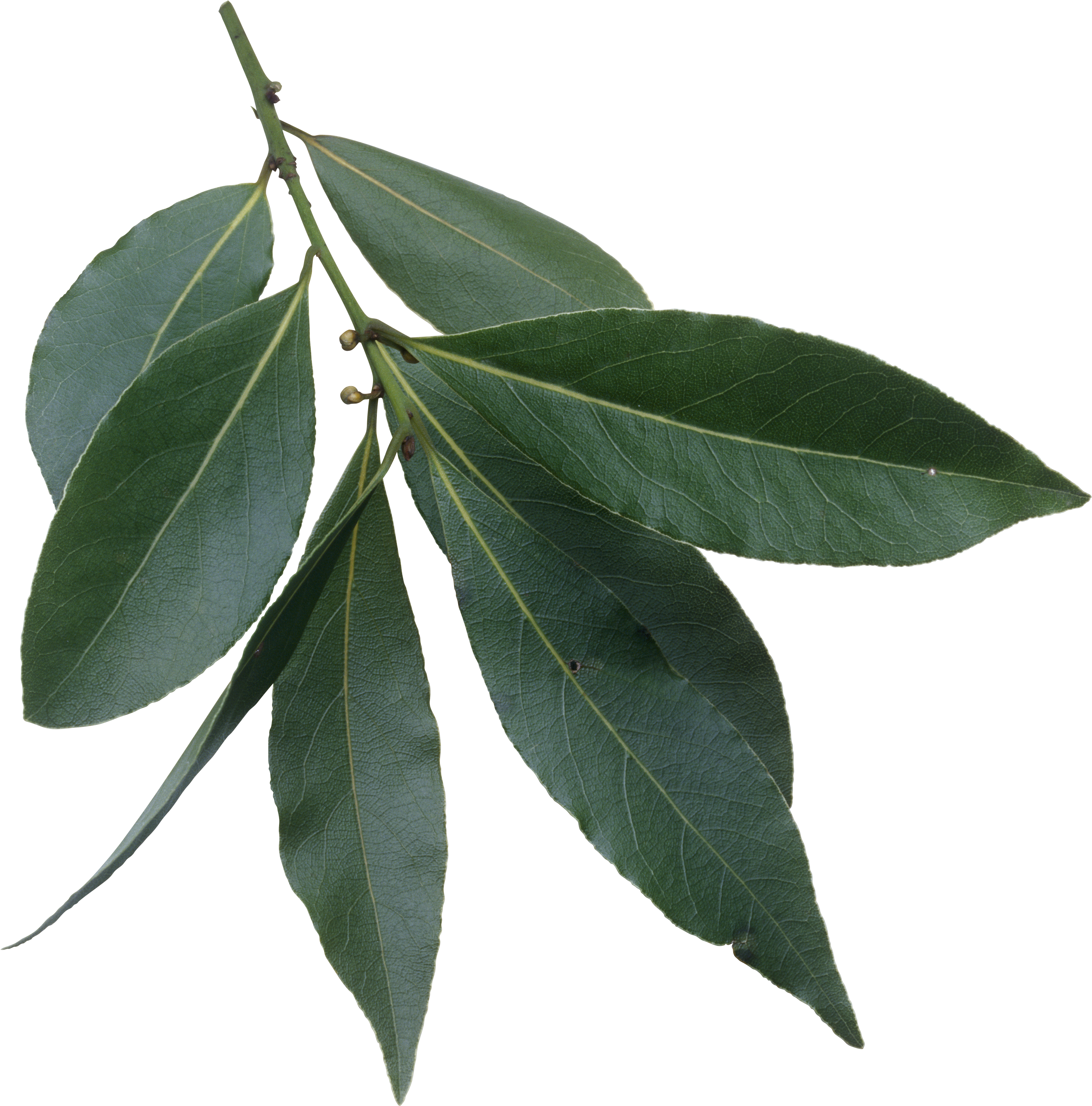 Tree Leaves 桌布 壁紙 — 一枝帶有明顯葉脈的光澤綠色月桂葉，襯托在純黑背景上。