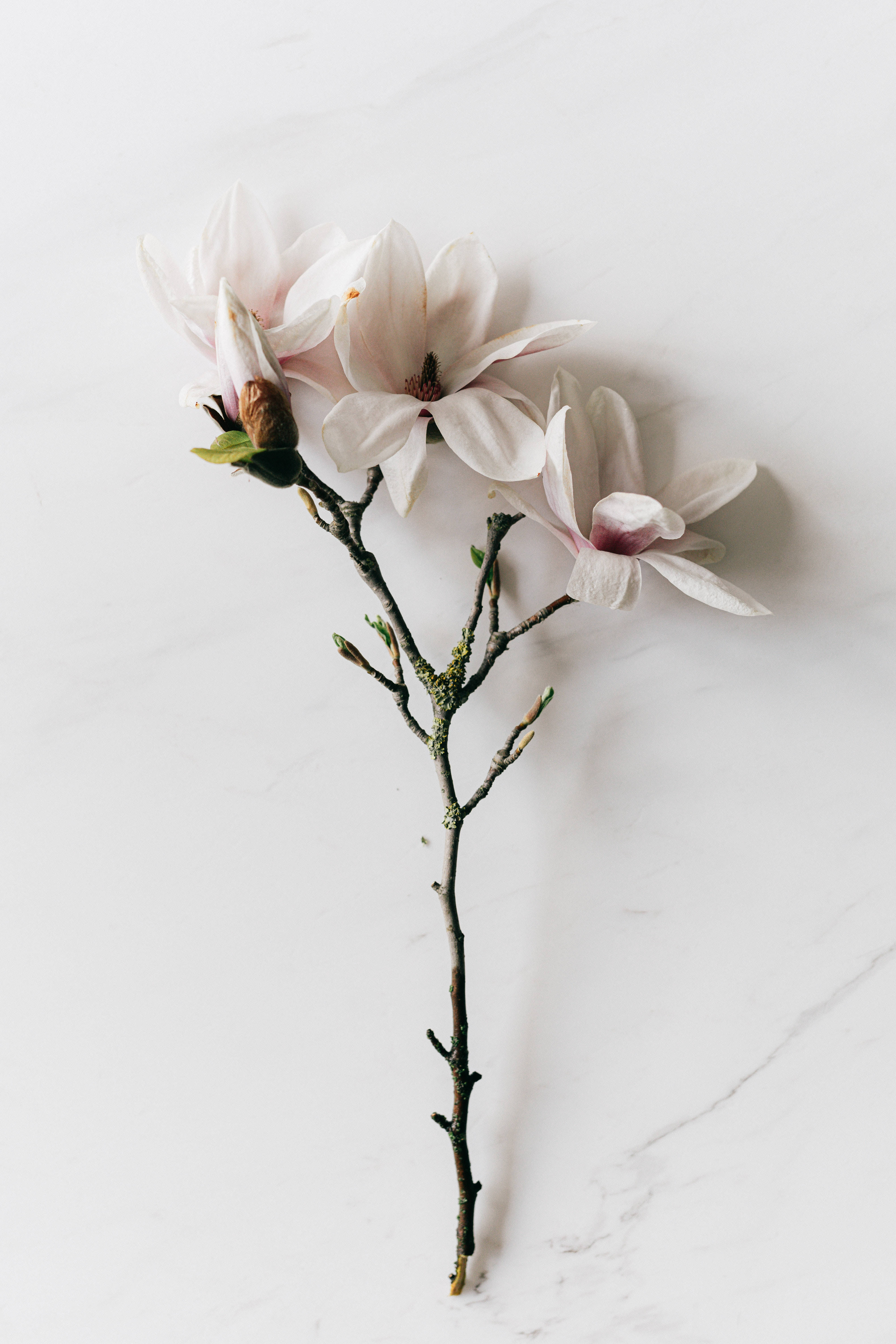 手機 桌布 壁紙 — 一枝帶有淡粉紅色木蘭花和花蕾的纖細樹枝，優雅地放在光滑的白色大理石表面上。