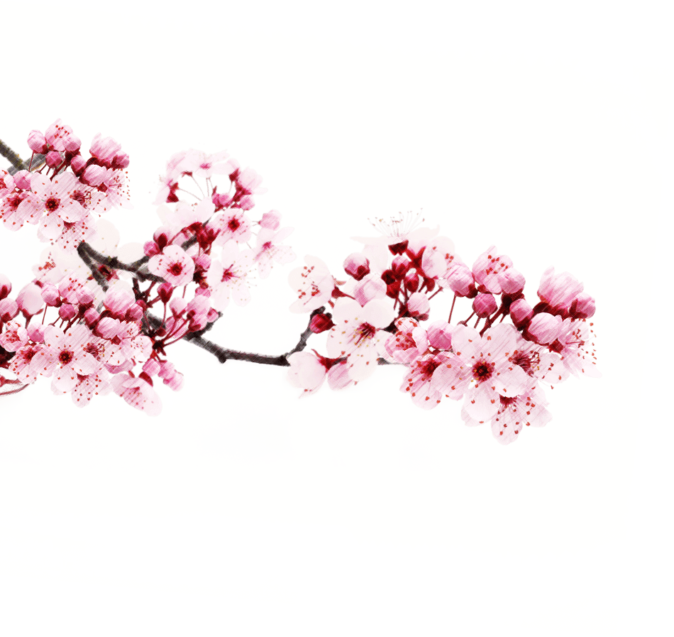 Cherry Blossom Tree 桌布 壁紙 — 一枝帶有深色莖的粉紅櫻花在白色背景上綻放，並以帶紋理的綠色邊框框起。
