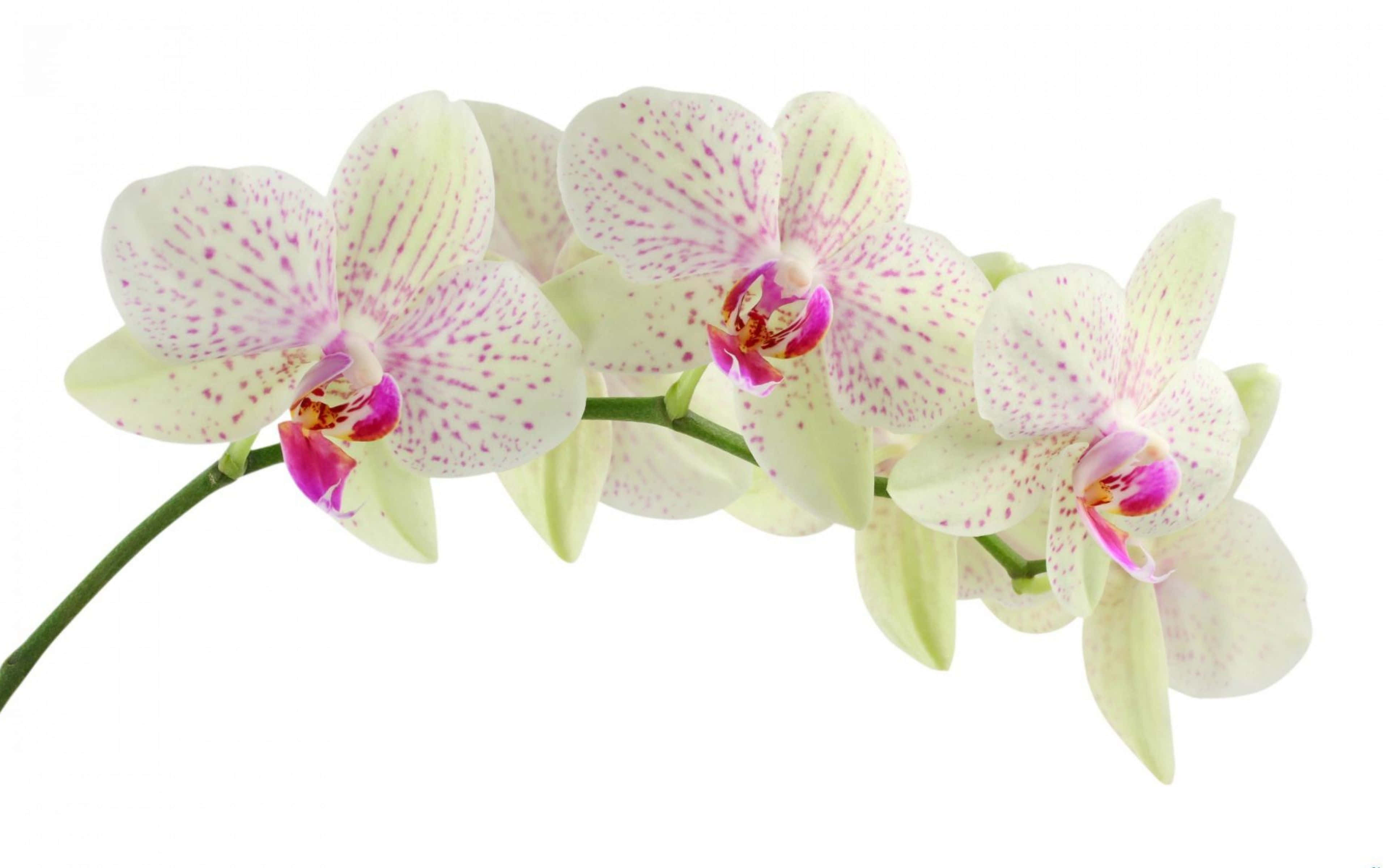Orchids 桌布 壁紙 — 一枝帶有粉紅色斑點和花心的白色蘭花，在純白背景上優雅綻放。