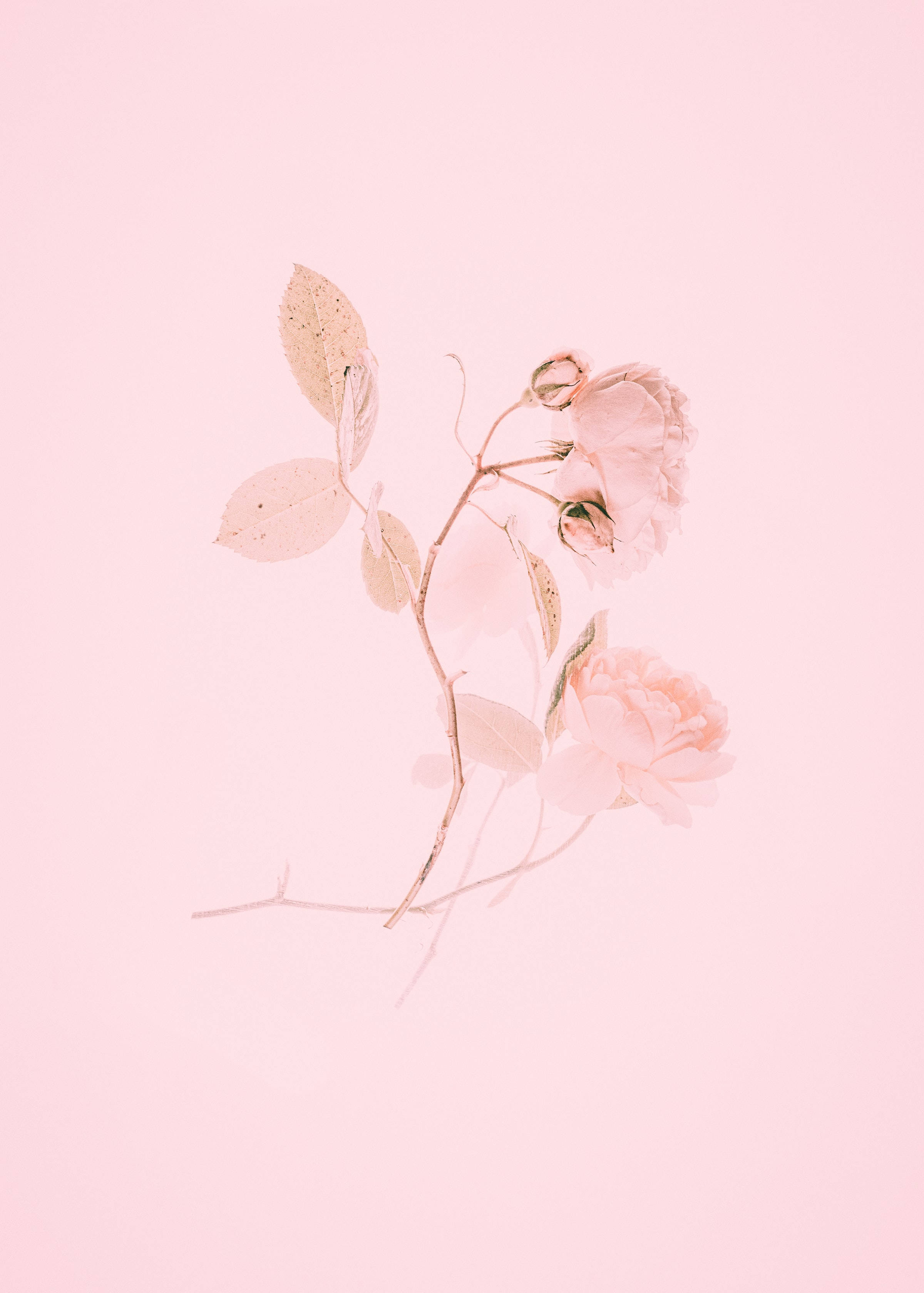 Roses 桌布 壁紙 — 一枝淡粉紅玫瑰和葉子的精緻枝條，在純色腮紅粉紅背景上輕輕飄浮。