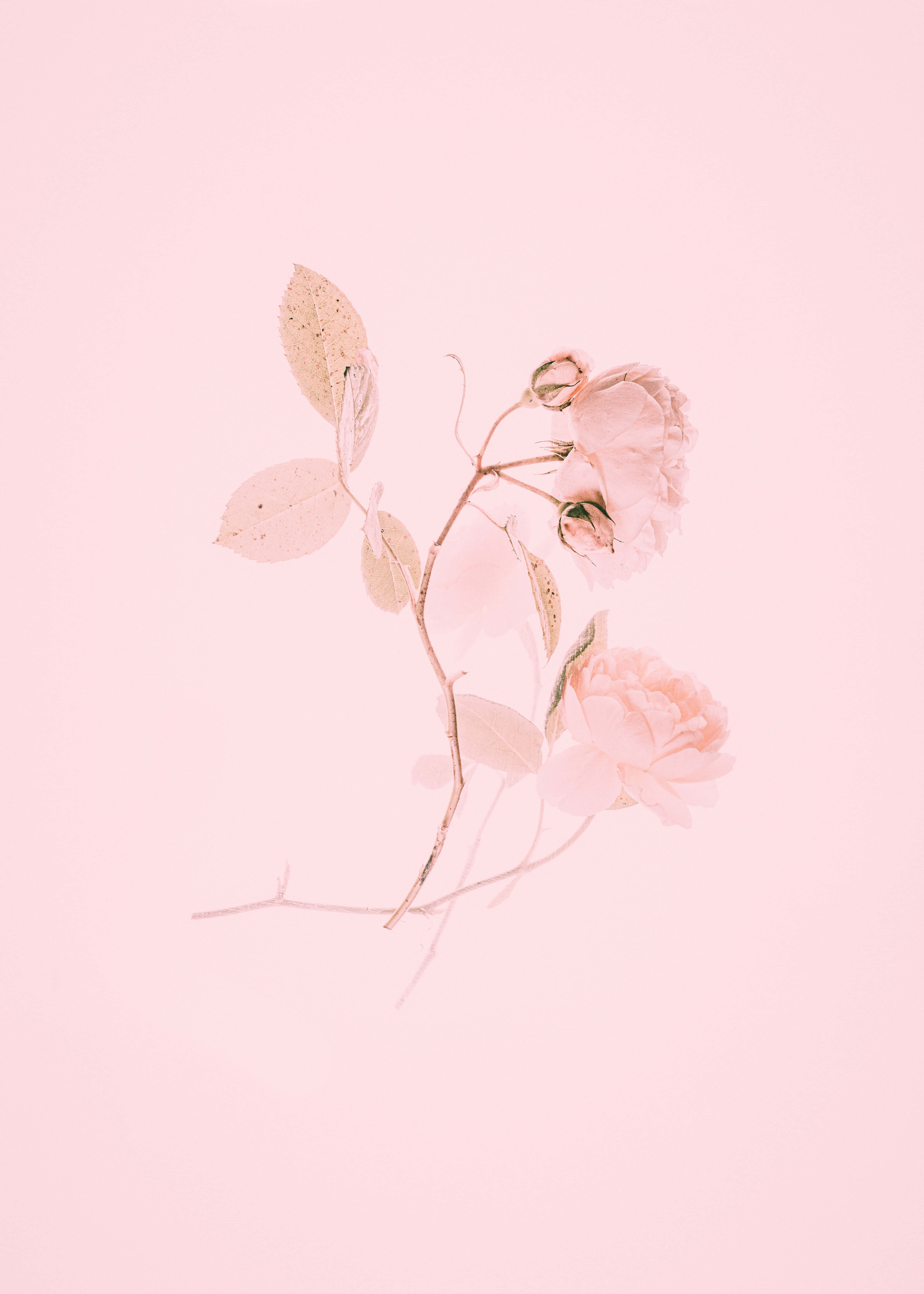 Aesthetic Baby Pink 桌布 壁紙 — 一枝淡粉紅玫瑰和葉子的精緻樹枝漂浮在柔和的粉彩粉紅色背景上。