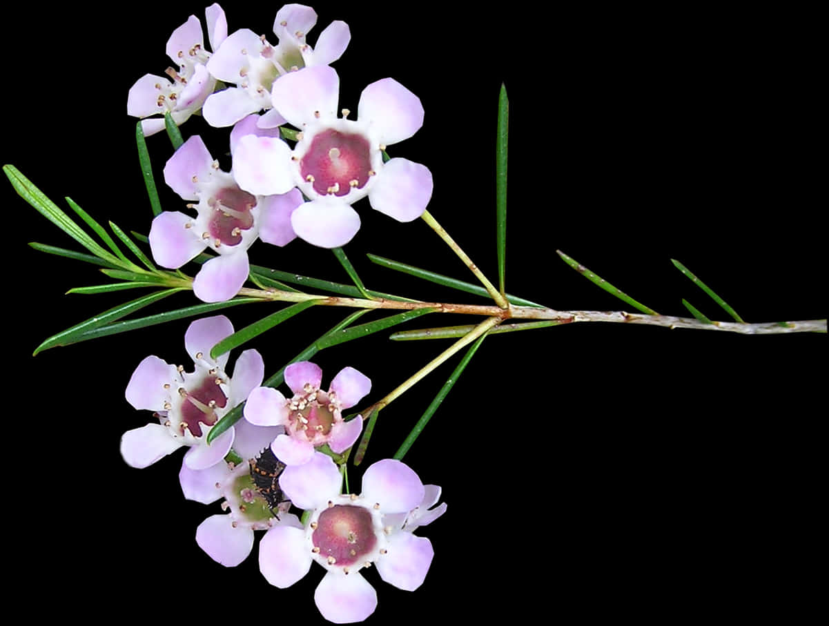 Pink Flower 桌布 壁紙 — 一枝淡紫色花朵、粉紅色花心和纖細綠葉的精緻樹枝，在純黑色背景下格外突出。