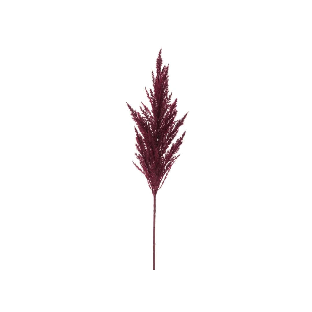 Grass 桌布 壁紙 — 一枝深酒紅色的蒲葦羽狀花穗，在純白背景前高高聳立。