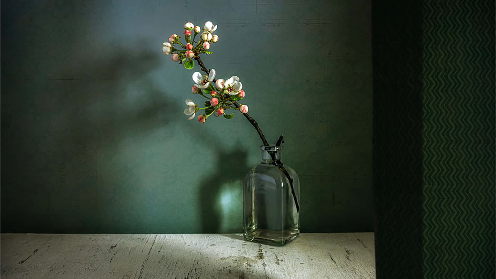 still life 桌布 壁紙 — 一枝白色和粉紅色的花朵插在透明玻璃花瓶中，在帶有紋理的綠色牆壁上投下柔和的陰影。