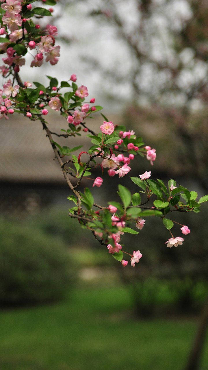 Beautiful Phone 桌布 壁紙 — 一枝粉紅色的櫻花，帶著新鮮的綠葉，優雅地伸展在柔和模糊的花園背景下。