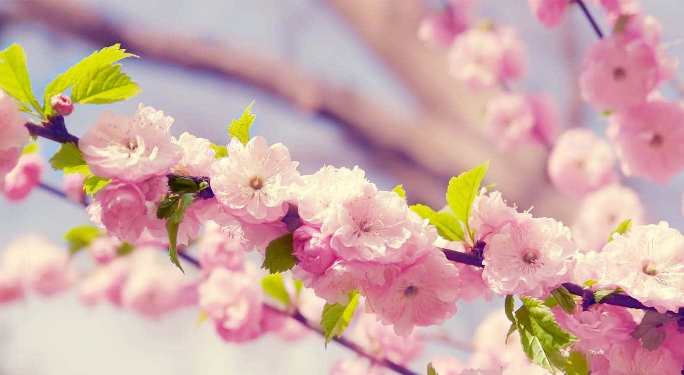 Blooming Trees 桌布 壁紙 — 一枝粉紅色的櫻花，搭配鮮嫩的綠葉，在模糊的天空背景下柔和綻放。