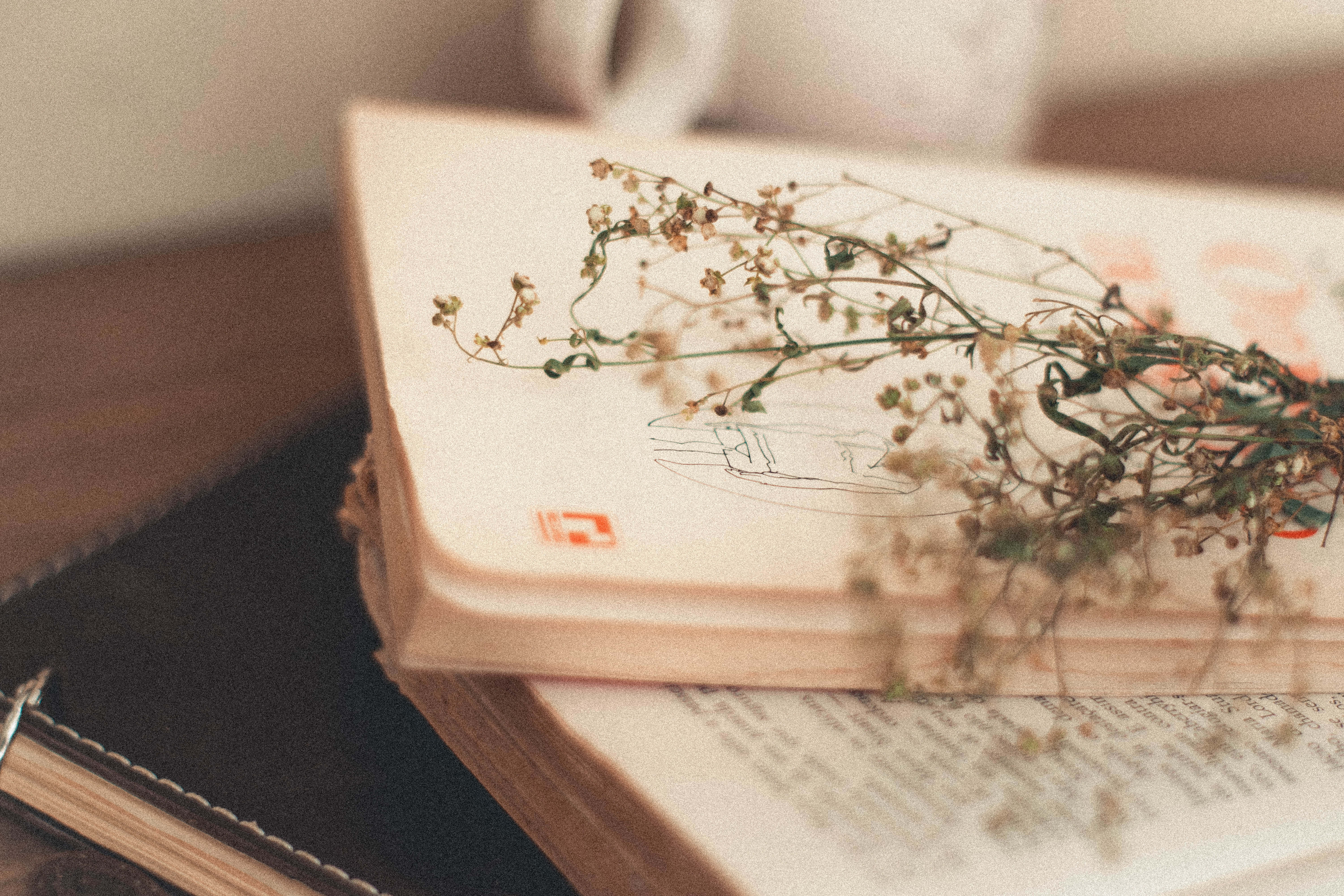 藝術 桌布 壁紙 — 一枝精緻的乾燥花枝放在一本打開的書上，書上有淡淡的素描和文字，旁邊有一本皮面筆記本放在木質表面上。