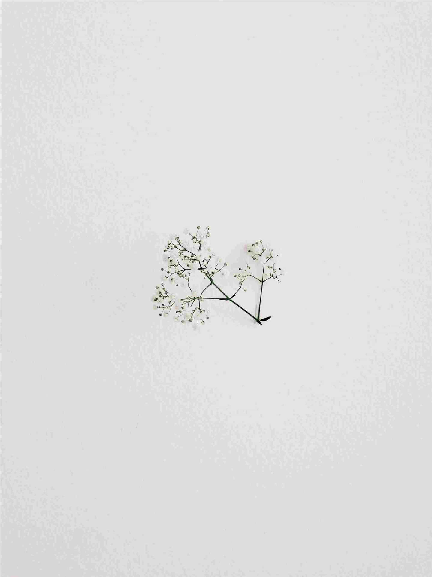 在有紋理的灰色背景上，一枝帶有小白花的小樹枝。 — 極簡美學動圖 壁紙