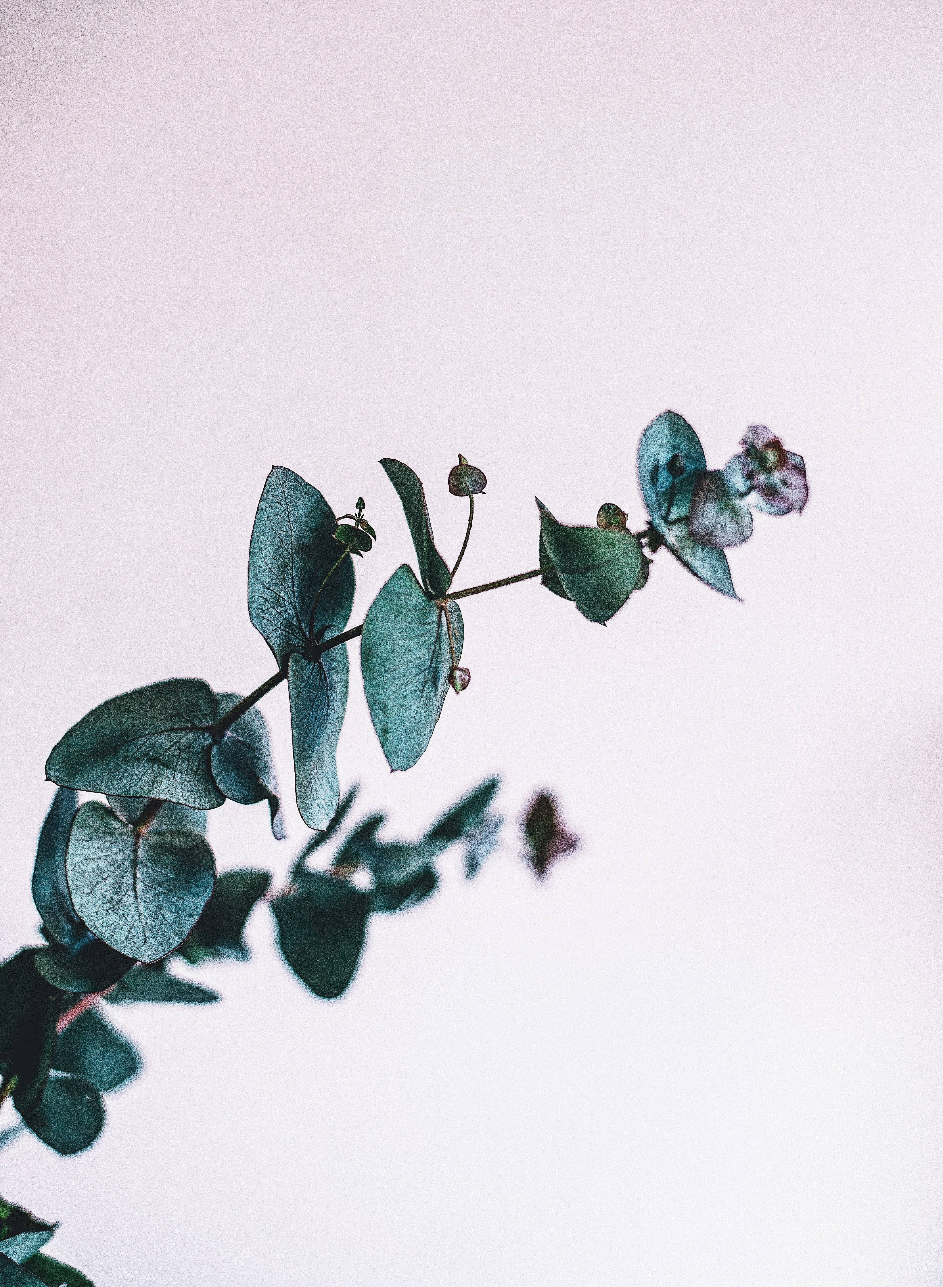 Eucalyptus 桌布 壁紙 — 一枝精緻的尤加利樹枝，帶有圓形葉子和細小的花朵，在柔和的粉紅色背景上對角伸展。