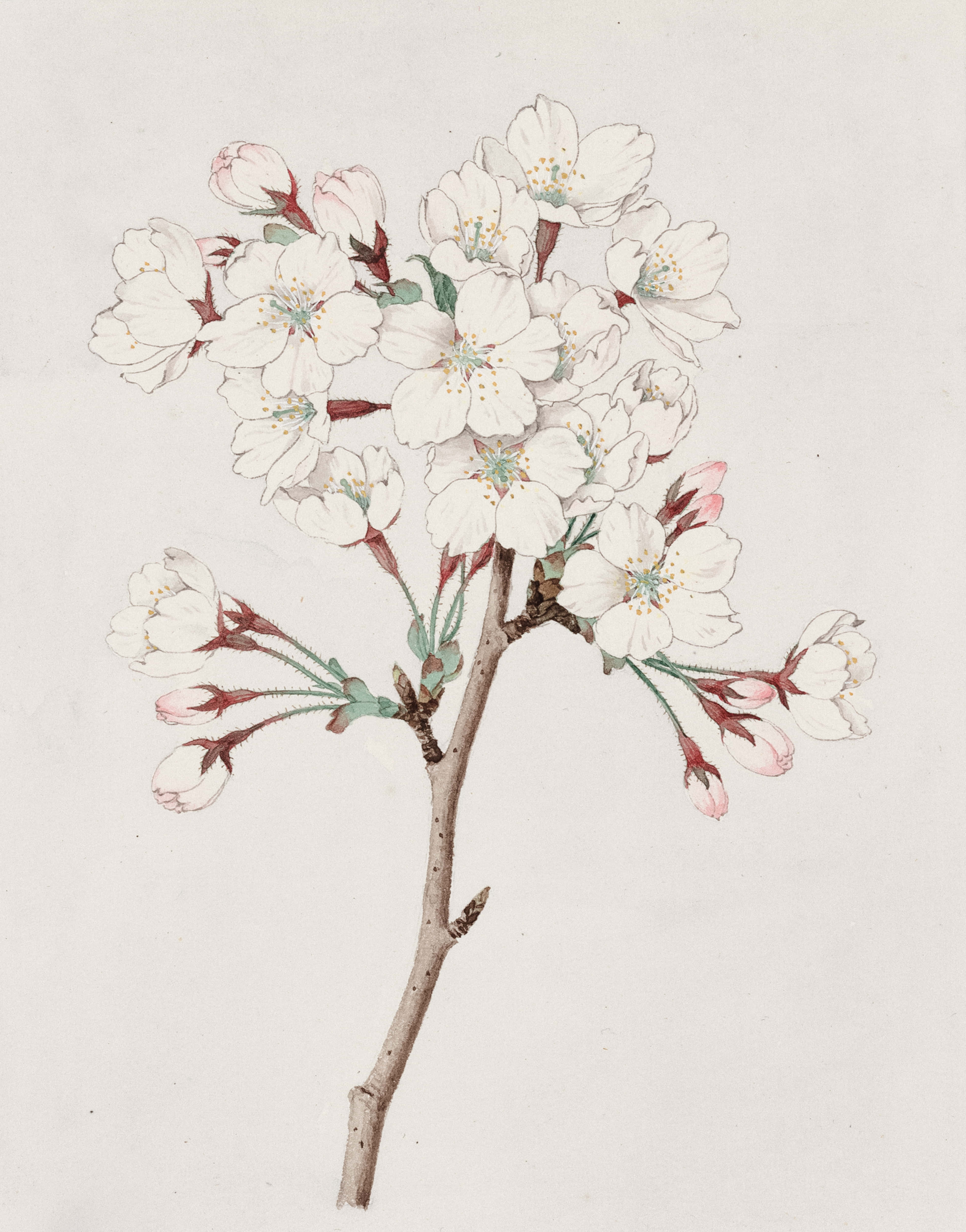 Flower Drawing 桌布 壁紙 — 一枝精緻的白櫻花，帶有粉紅色的花蕾和綠葉，襯托在柔和的米白色背景上。