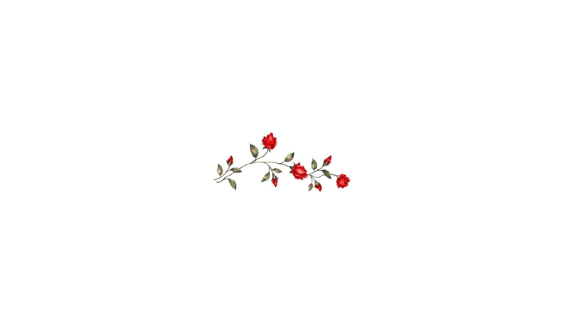 美學白 桌布 壁紙 — 一枝精緻的紅玫瑰和花蕾優雅地彎曲在純白色的背景上。