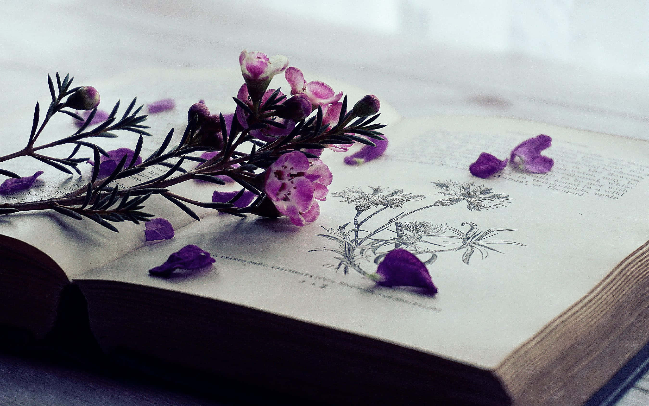 酷 桌布 壁紙 — 一枝精緻的紫色花朵放在一本打開的書上，書中有植物插圖和散落的花瓣。