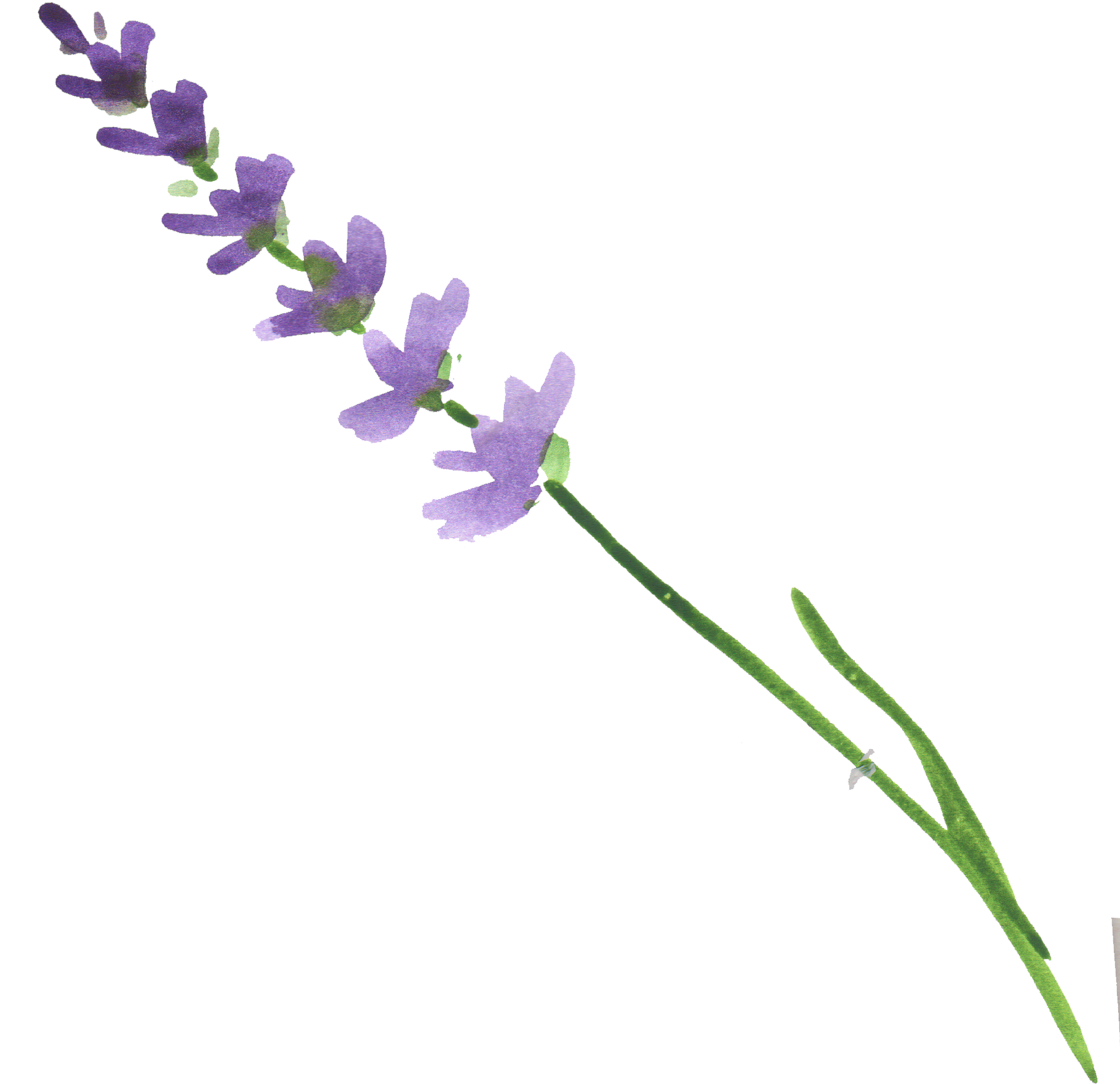 Watercolor Flower 桌布 壁紙 — 一枝精緻的薰衣草莖，帶有紫色花朵和綠色葉子，襯托在純黑背景上。
