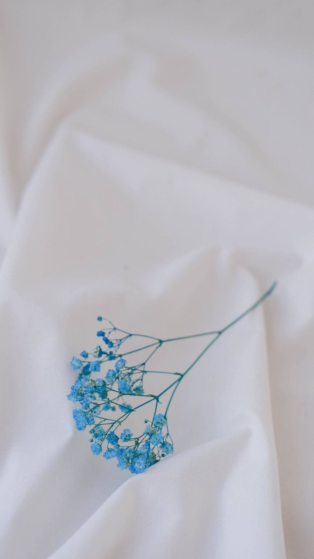 Cute Light Blue 桌布 壁紙 — 一枝精緻的藍色小花輕輕地放在皺巴巴的白色布料表面上。