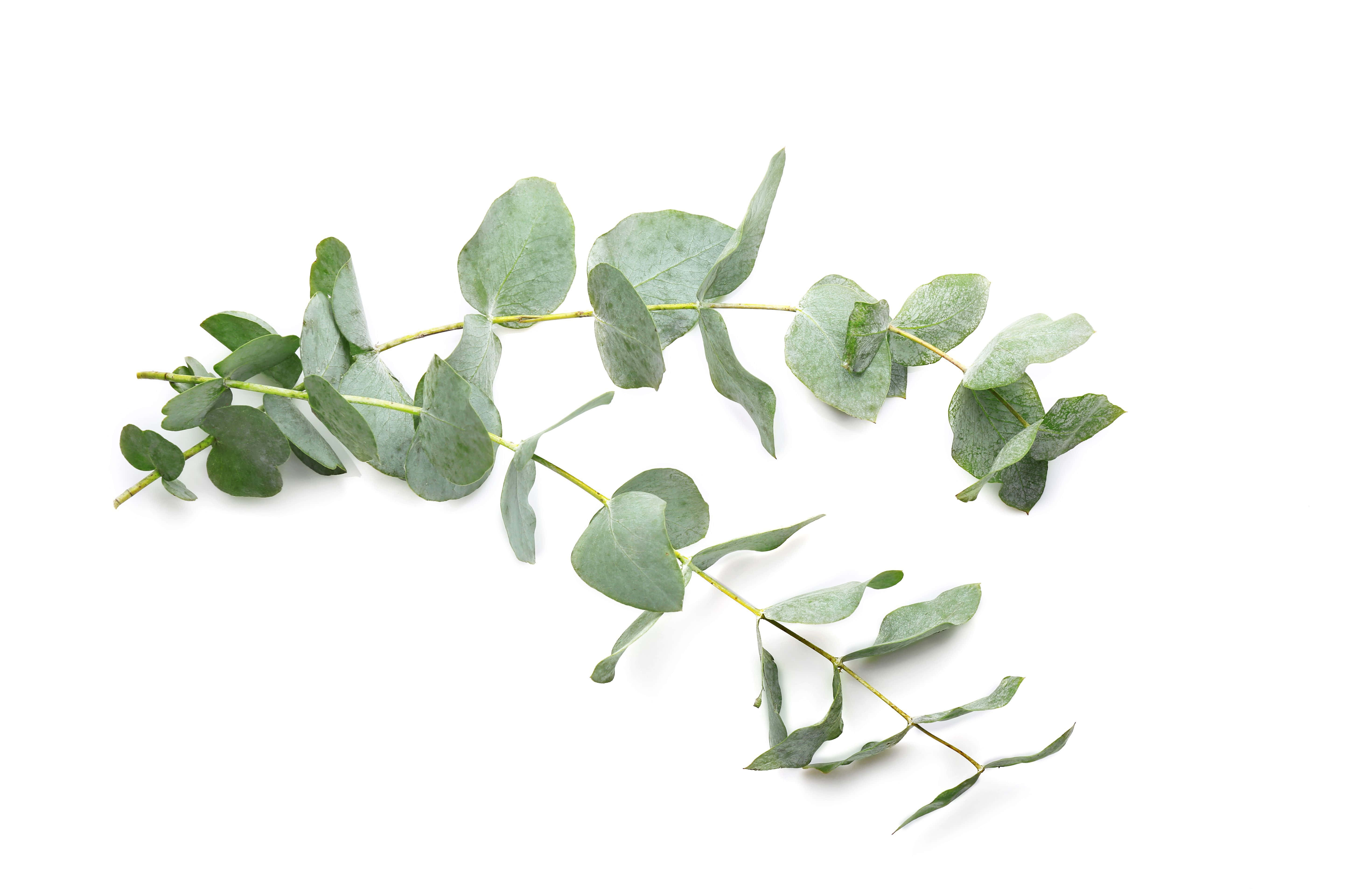Eucalyptus 桌布 壁紙 — 一枝細緻的尤加利樹枝，帶有柔軟的綠色葉子，在純白背景上優雅地彎曲。