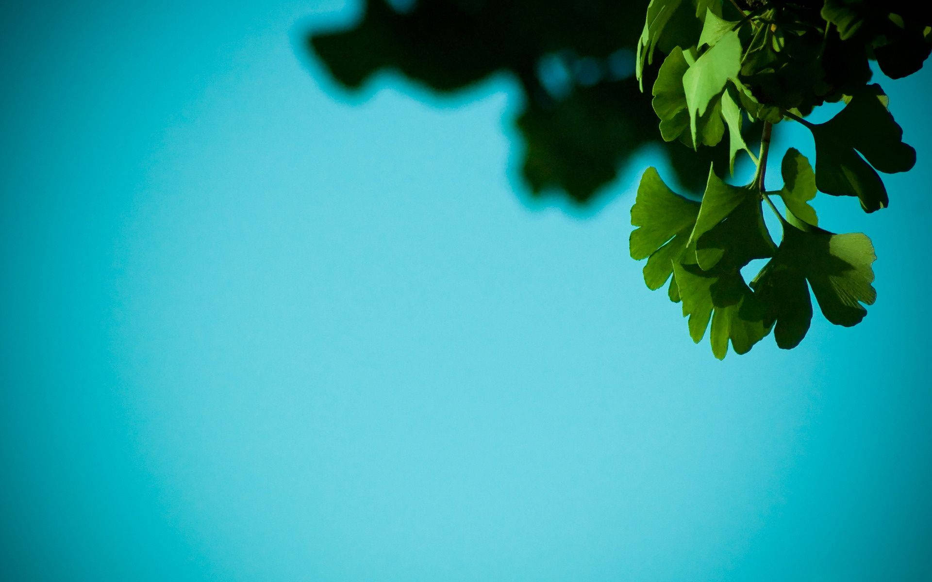 自然 桌布 壁紙 — 一枝銀杏葉懸掛在充滿活力的青色天空下，帶有柔和散景和深邃陰影。