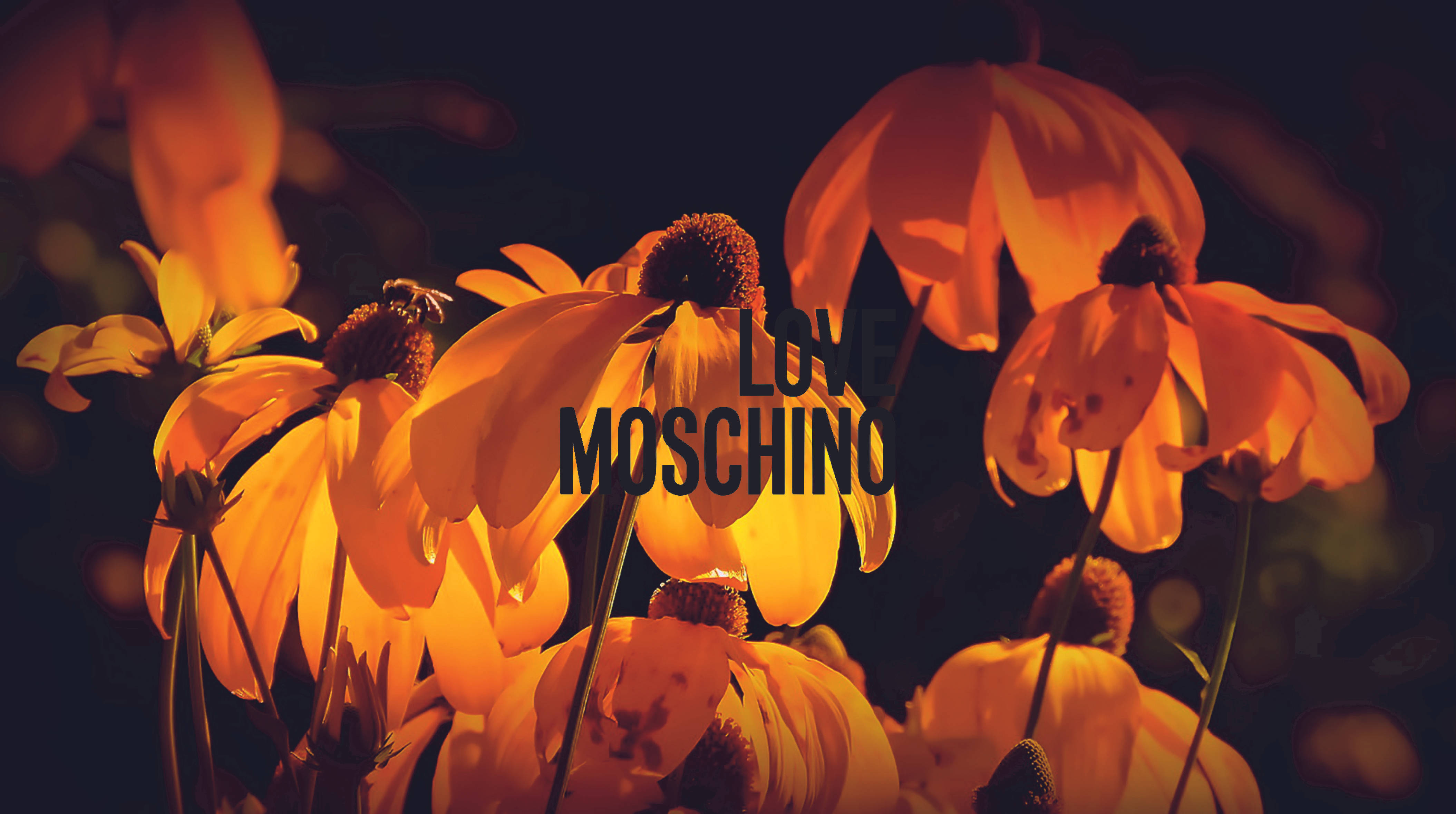 moschino 桌布 壁紙 — 一枝黃花在深色背景上溫暖地發光，並疊加了'LOVE MOSCHINO'文字。