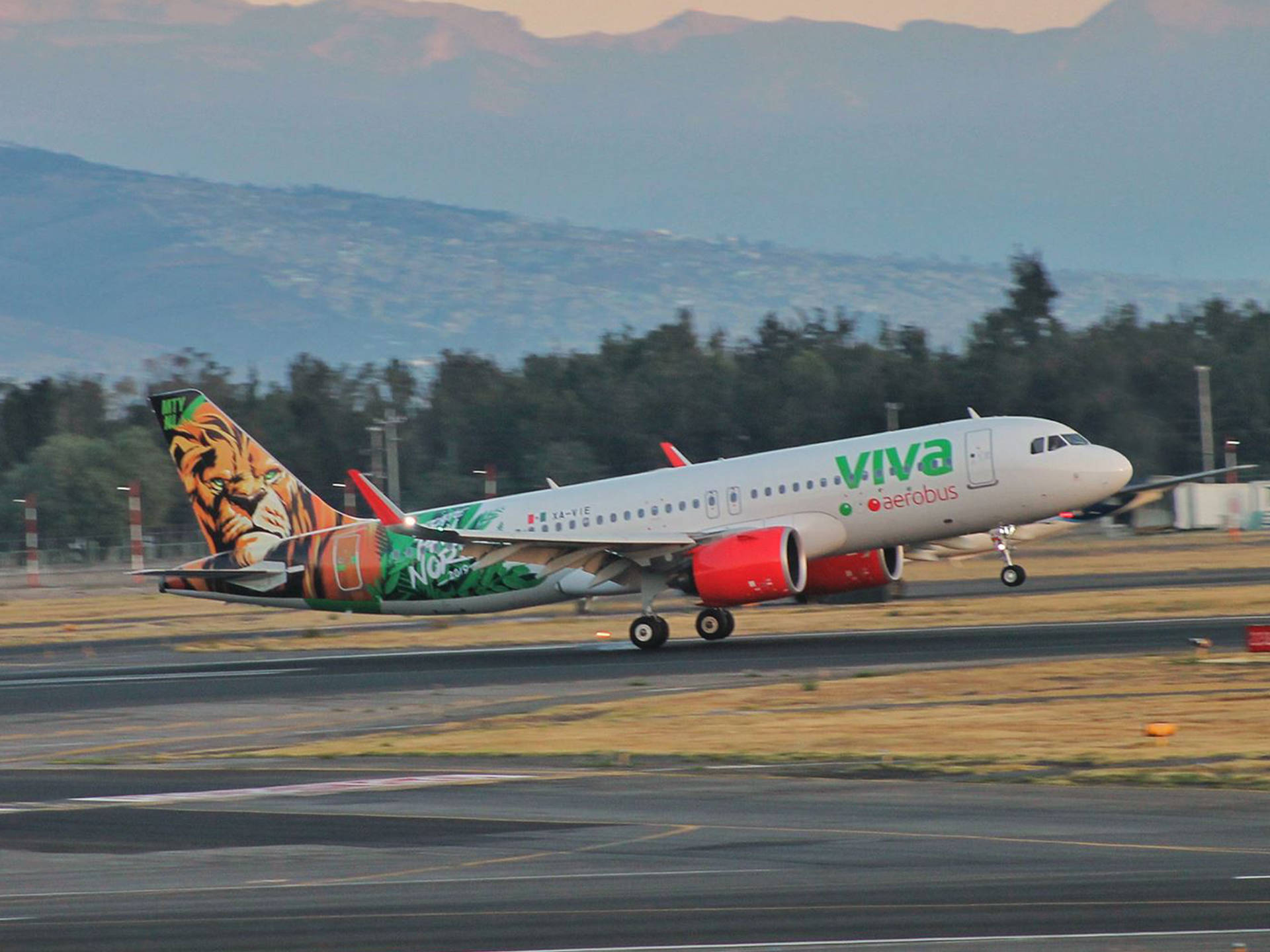 飛機 桌布 壁紙 — 一架Viva Aerobus的空中巴士飛機帶有鮮豔的老虎塗裝，在黃昏時分以遠山和樹木為背景在跑道上滑行。
