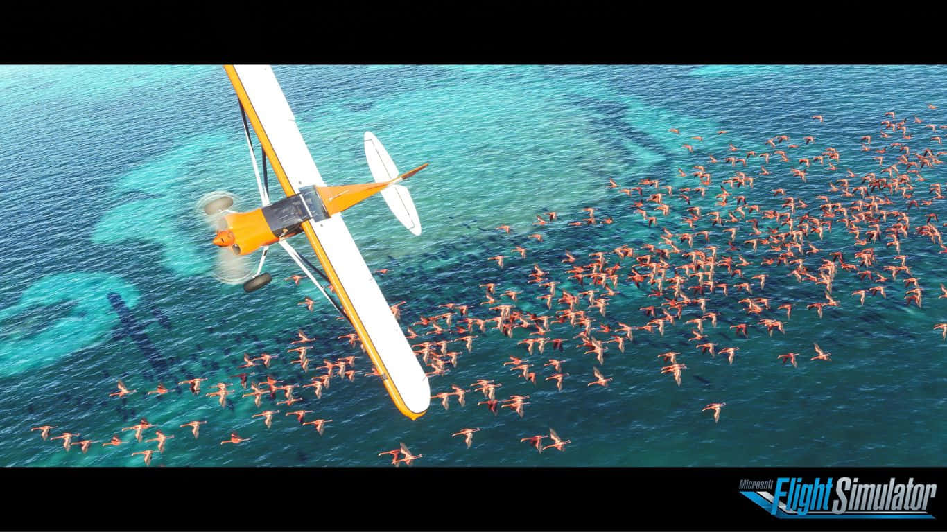 flying 桌布 壁紙 — 一架亮橙色和白色的水上飛機低飛過充滿粉紅色紅鶴的碧綠海水。
