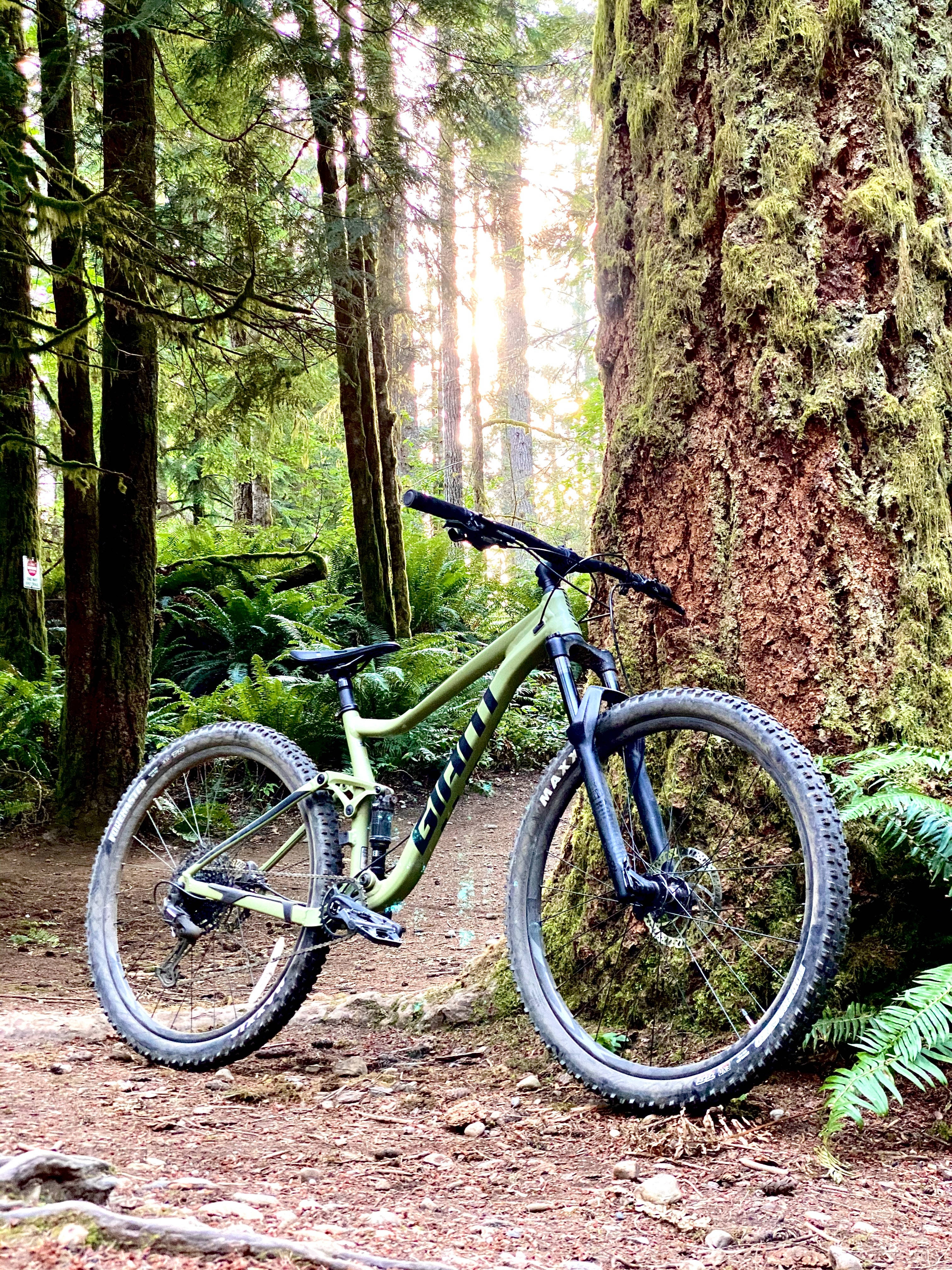 Mountain Bike 桌布 壁紙 — 一架啞光綠色登山車靠在一棵長滿苔蘚的巨樹上，身處陽光斑駁的溫帶雨林中。