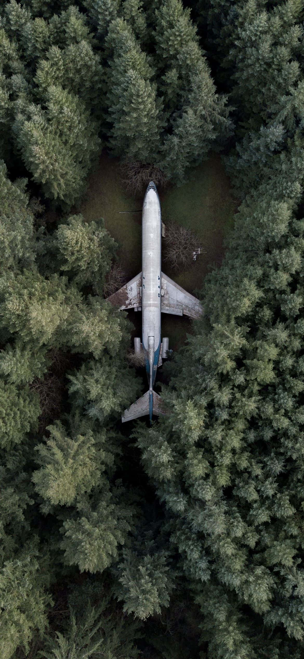 Flight 桌布 壁紙 — 一架墜毀的飛機坐落在茂密的綠色松樹林中的鳥瞰圖。