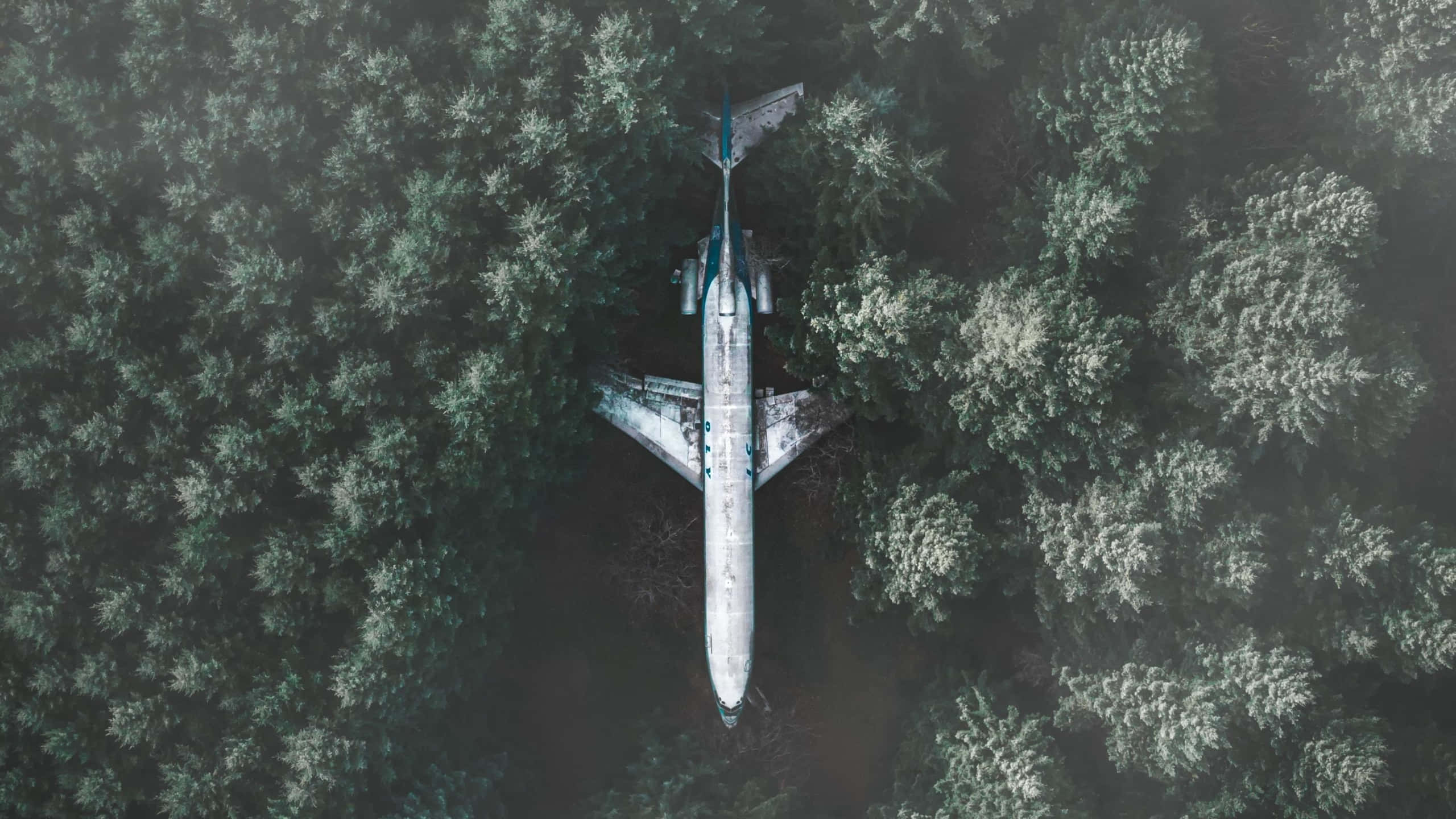 1440p Plane 桌布 壁紙 — 一架墜毀的飛機埋在茂密的綠色森林樹冠中的鳥瞰圖。