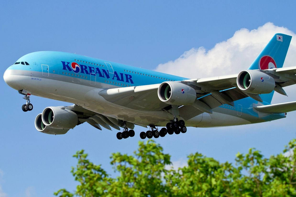 飛機 桌布 壁紙 — 一架大韓航空空中巴士A380正在放下起落架，在明亮的藍天和綠色樹頂背景下下降。