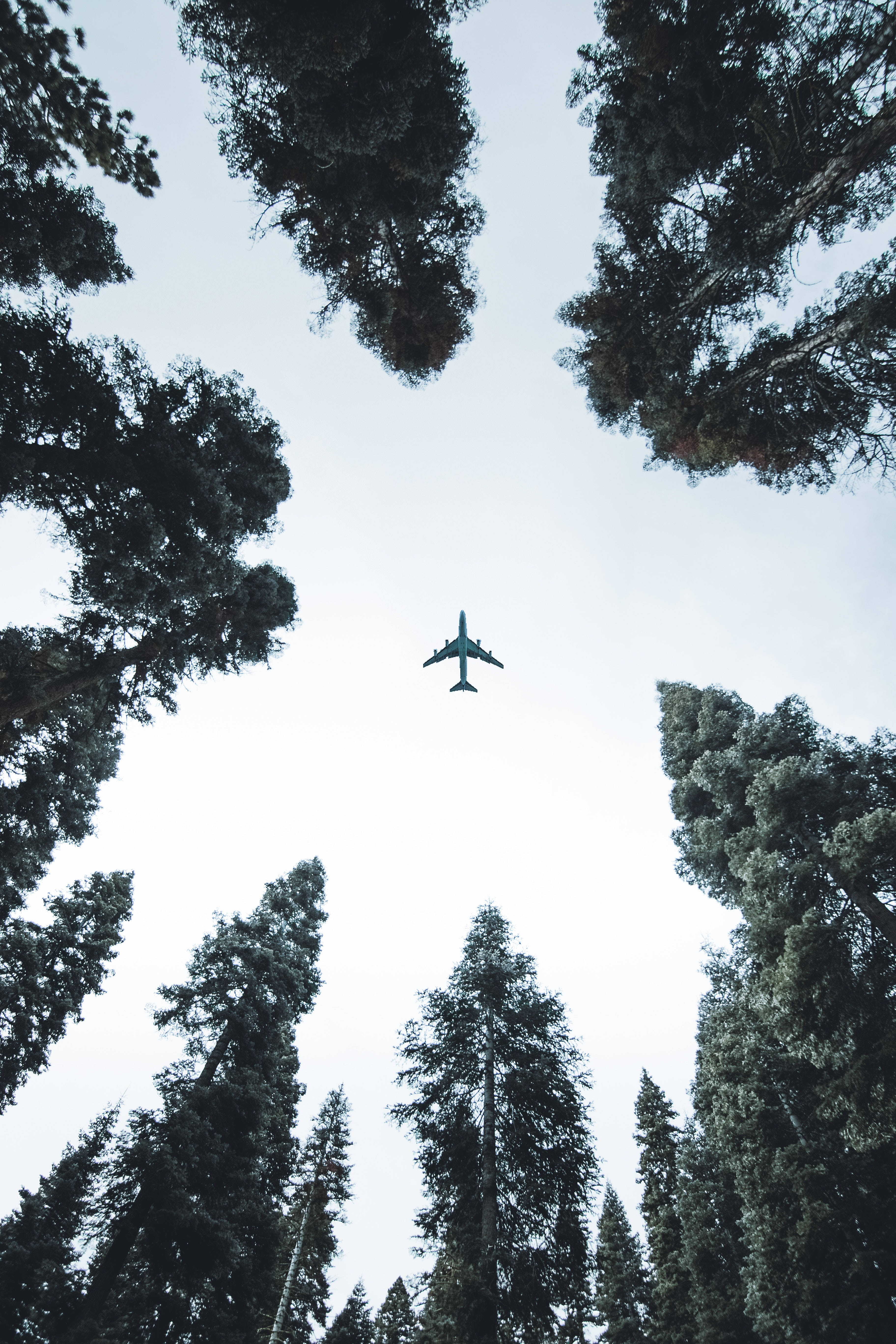 Plane 桌布 壁紙 — 一架孤獨的飛機在蒼白的天空下，翱翔於高聳常綠樹的樹冠之上。