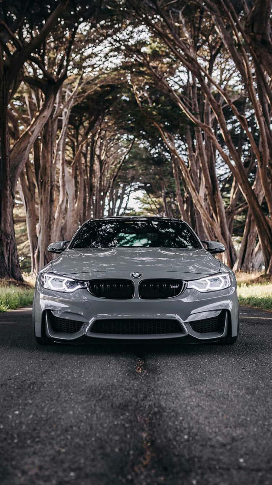BMW 動圖 桌布 壁紙 — 一架流線型銀色BMW M4跑車停泊在鋪砌道路上，上方是高聳扭曲的樹木形成的樹冠。
