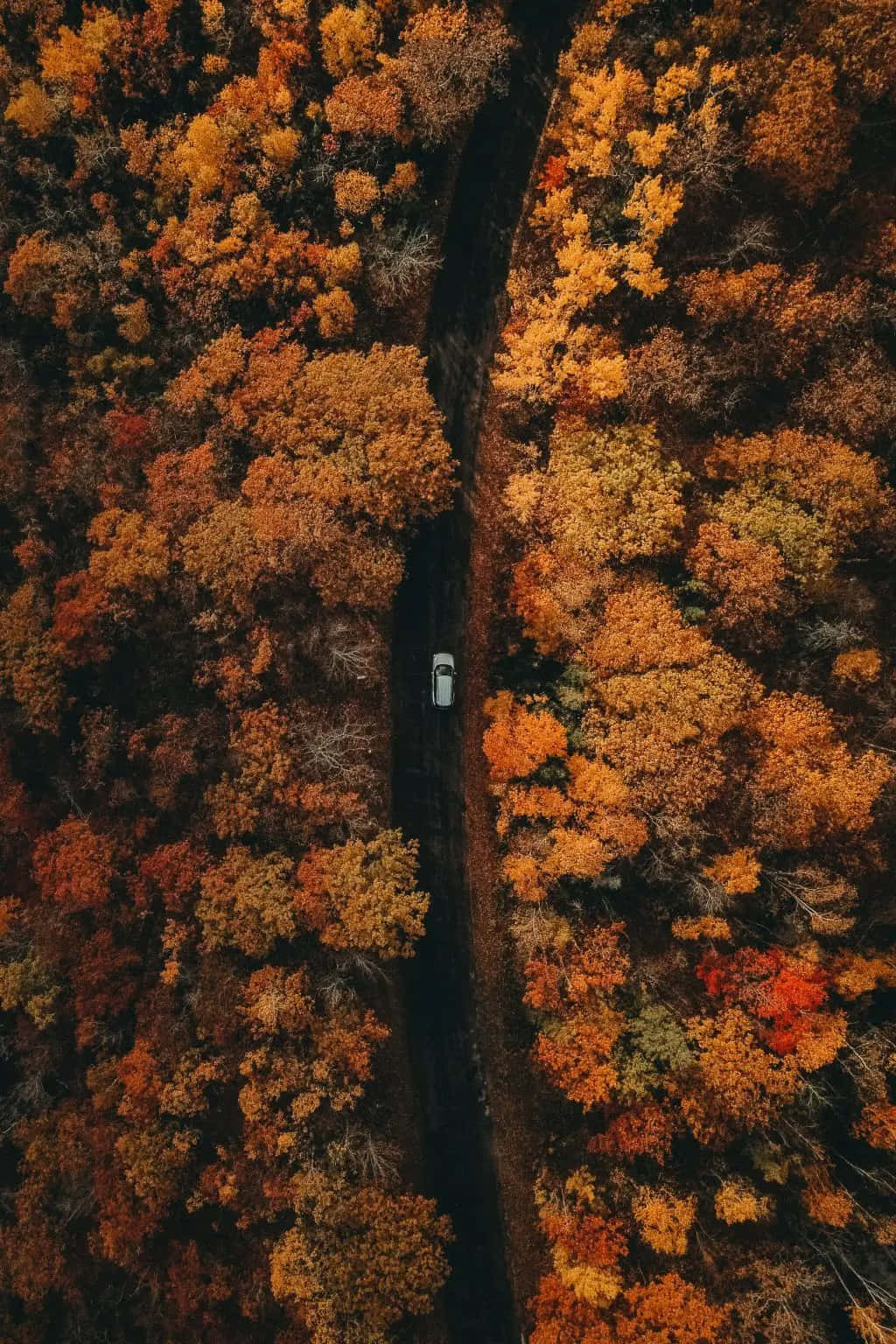 iPhone Fall 桌布 壁紙 — 一架白色汽車孤獨地行駛在蜿蜒的道路上，穿過一片秋日橙金色樹葉燃燒般的茂密森林的鳥瞰圖。