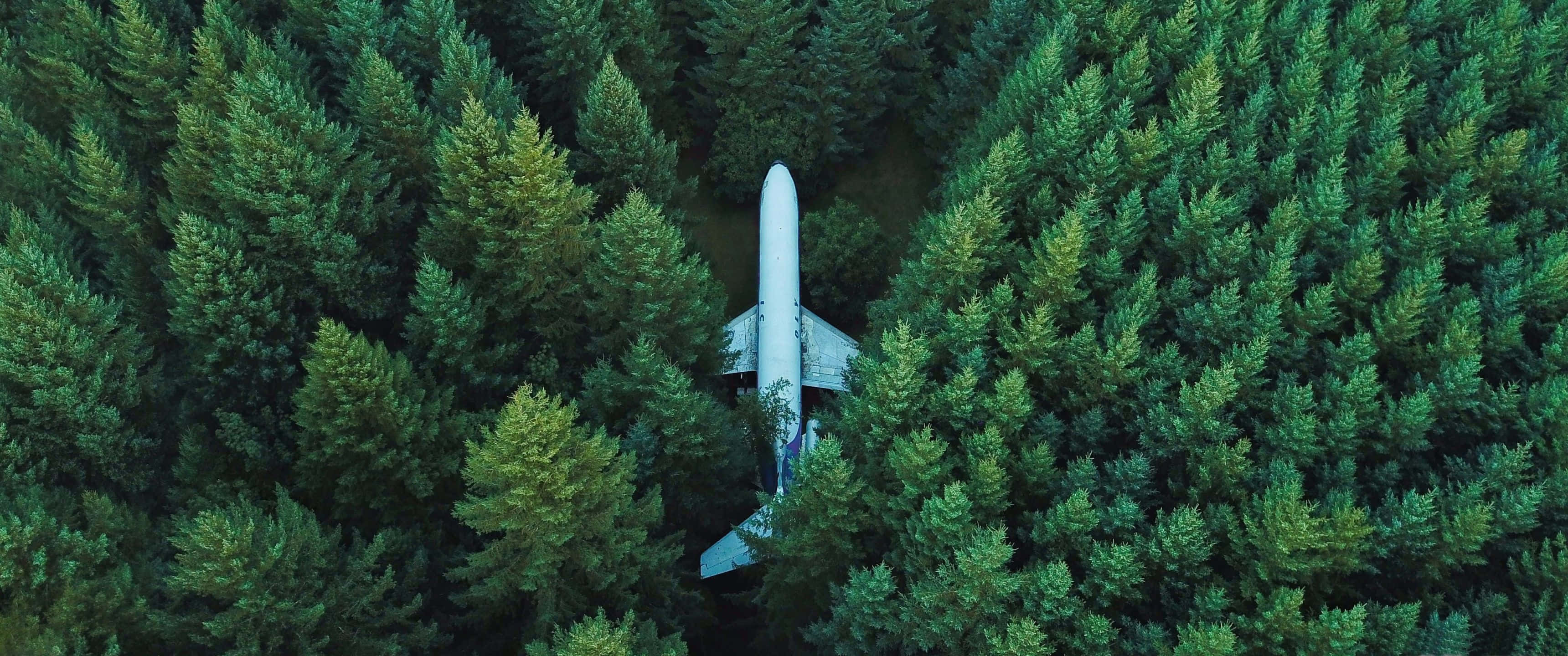 Aesthetic Nature 桌布 壁紙 — 一架白色飛機在茂密的綠色松樹林中休息的鳥瞰圖。