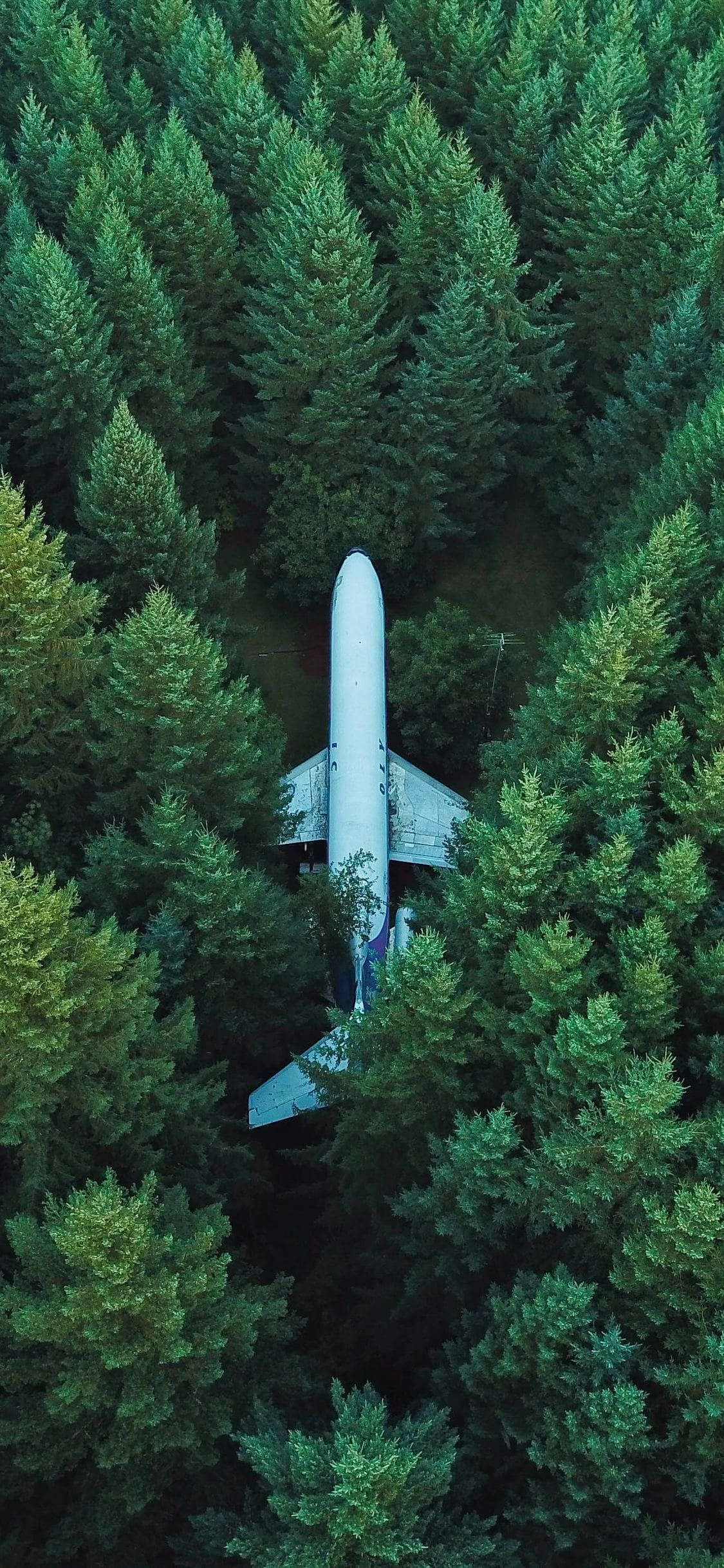 飛機 桌布 壁紙 — 一架白色飛機從空中俯瞰垂直停放在茂密的綠色松樹之間。