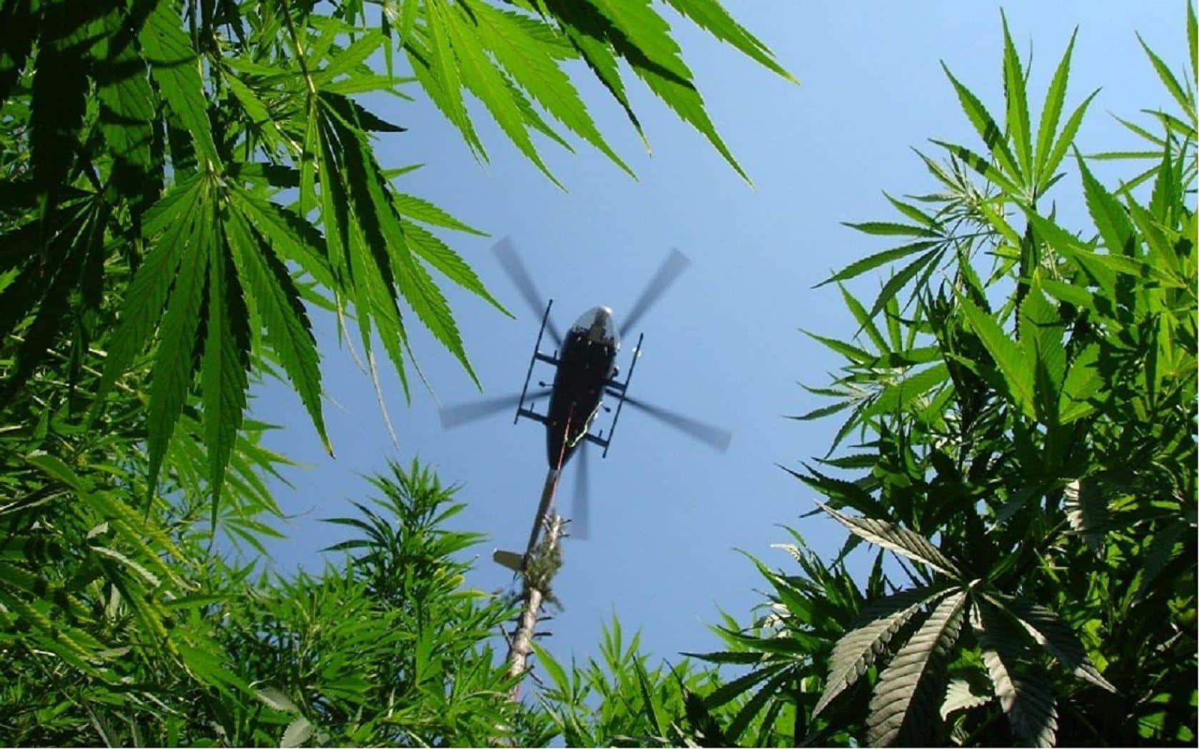 直升機 桌布 壁紙 — 一架直升機在晴朗的藍天下低飛過茂密的大麻植物田。