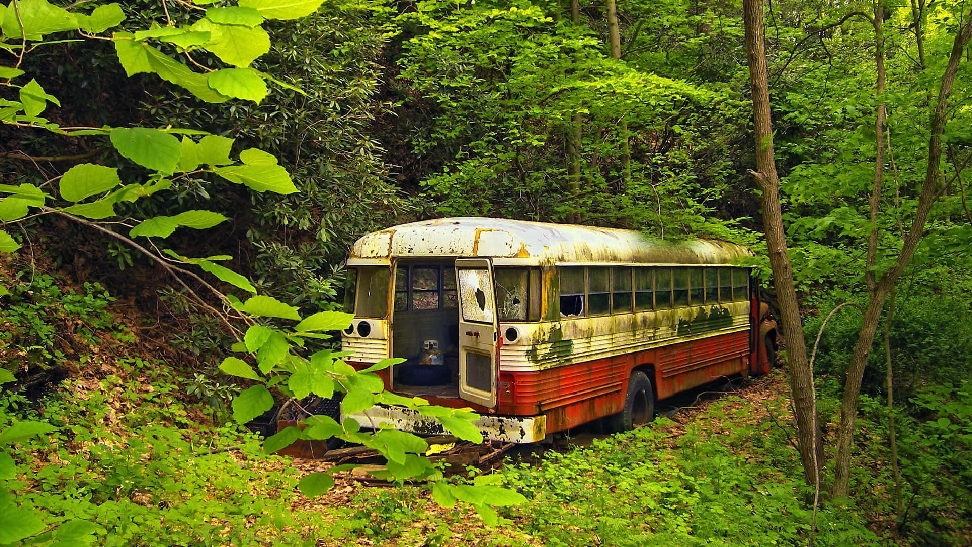 Bus 桌布 壁紙 — 一架被遺棄的紅白色校車在茂密森林中，在充滿活力的綠色樹葉間生鏽。