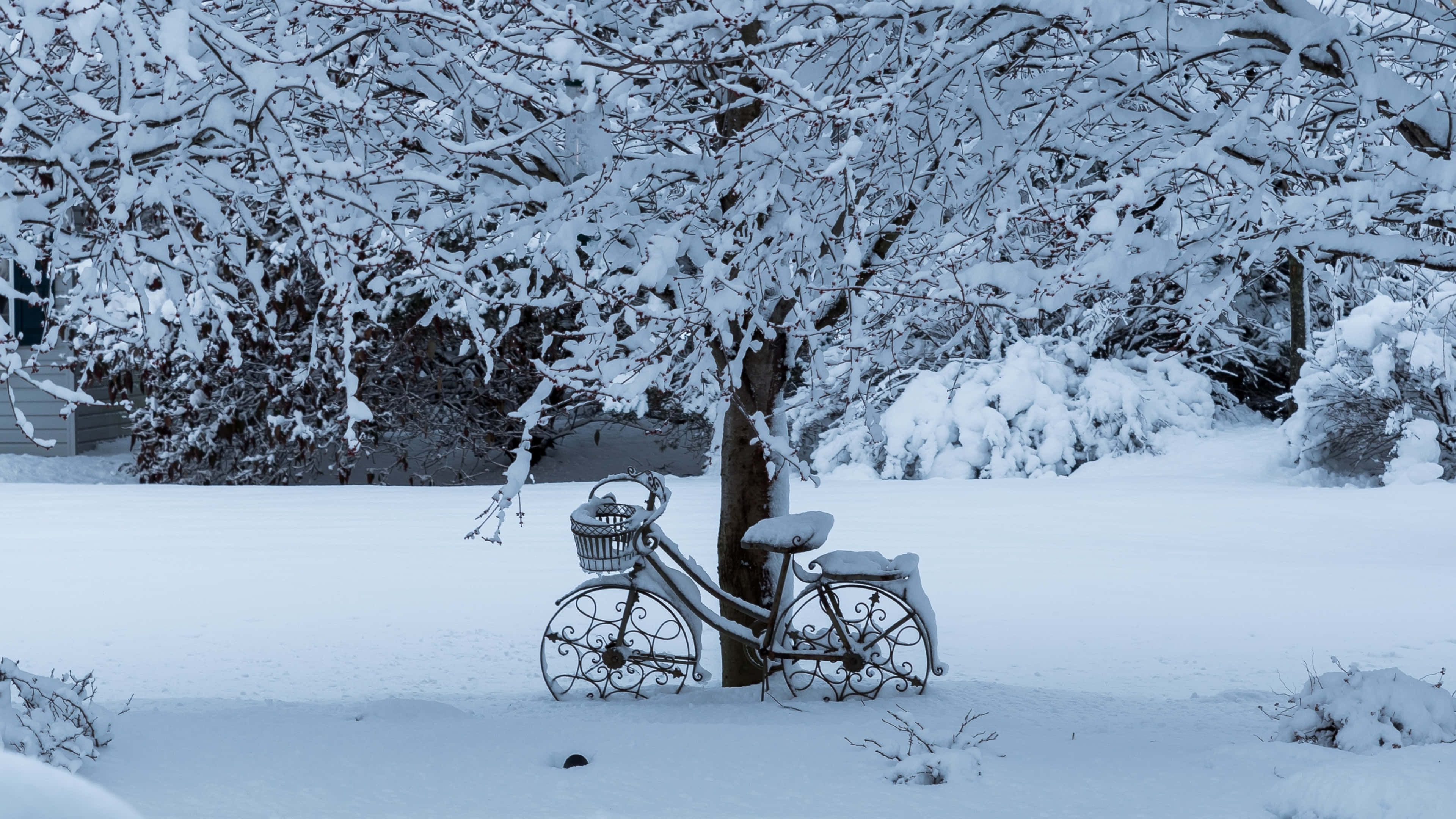 Snowfall 桌布 壁紙 — 一架被雪覆蓋的華麗腳踏車靠在一棵樹上，位於一片白茫茫的寧靜冬季公園中。