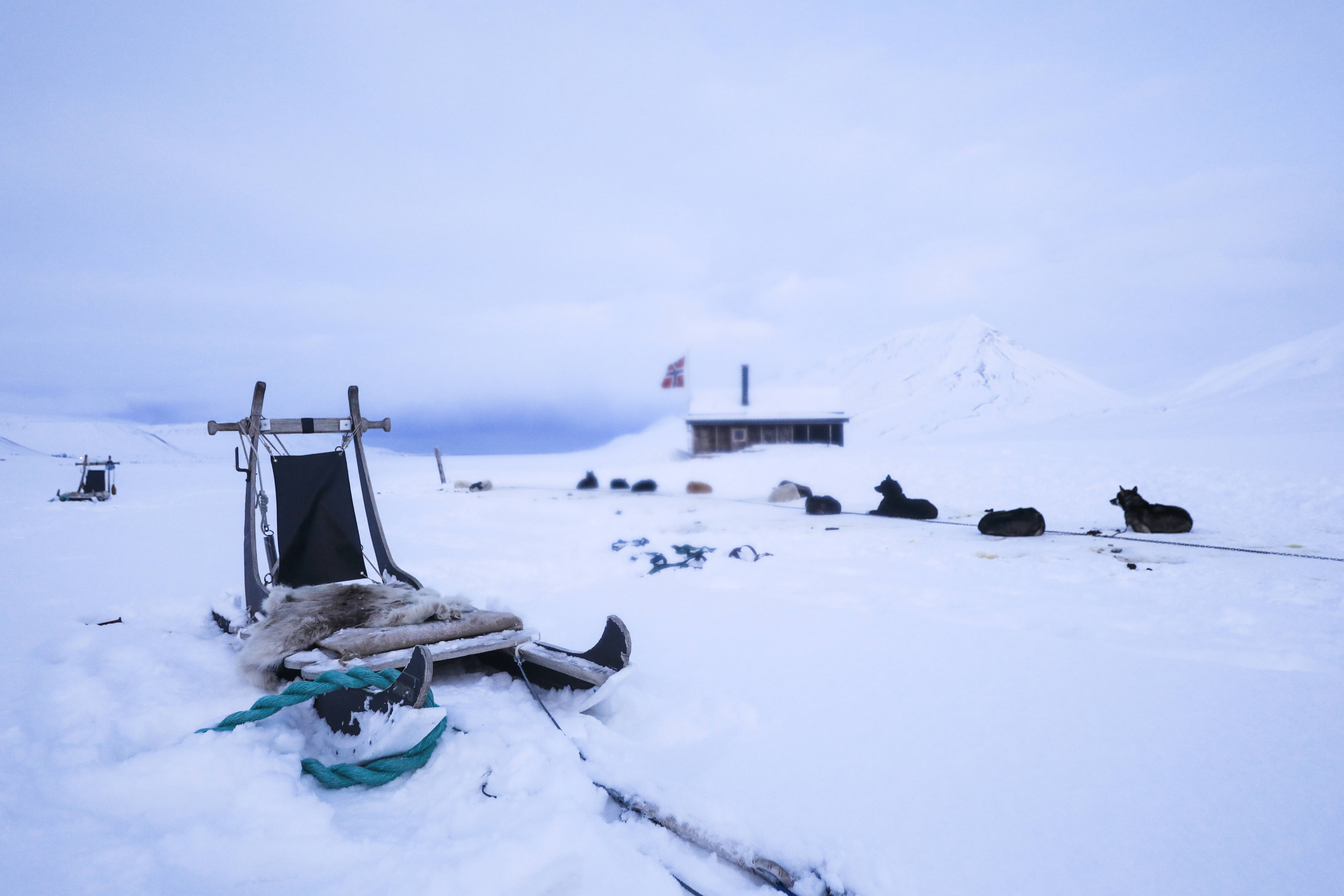 Svalbard 桌布 壁紙 — 一架被雪覆蓋的雪橇停放在偏遠的木屋前，狗隻躺在附近，在蒼白的冬日天空下。
