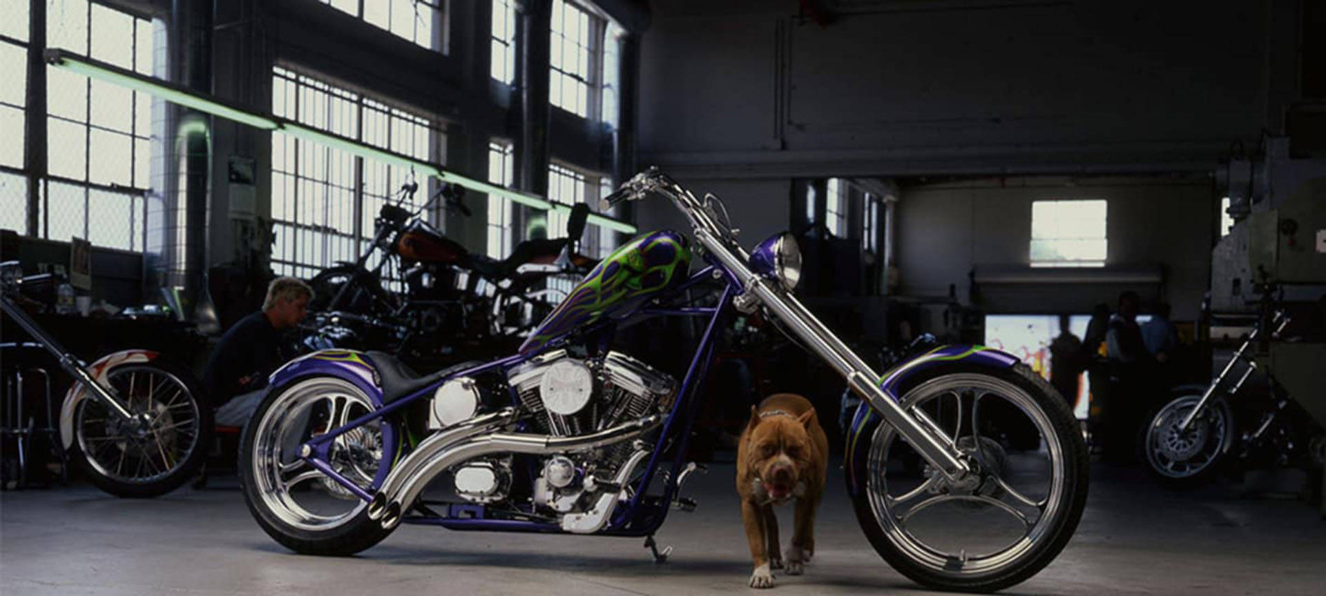 Choppers 桌布 壁紙 — 一架訂製紫色chopper機車帶有鉻合金細節，停放在昏暗的車庫中，一隻棕色狗在旁邊走過。