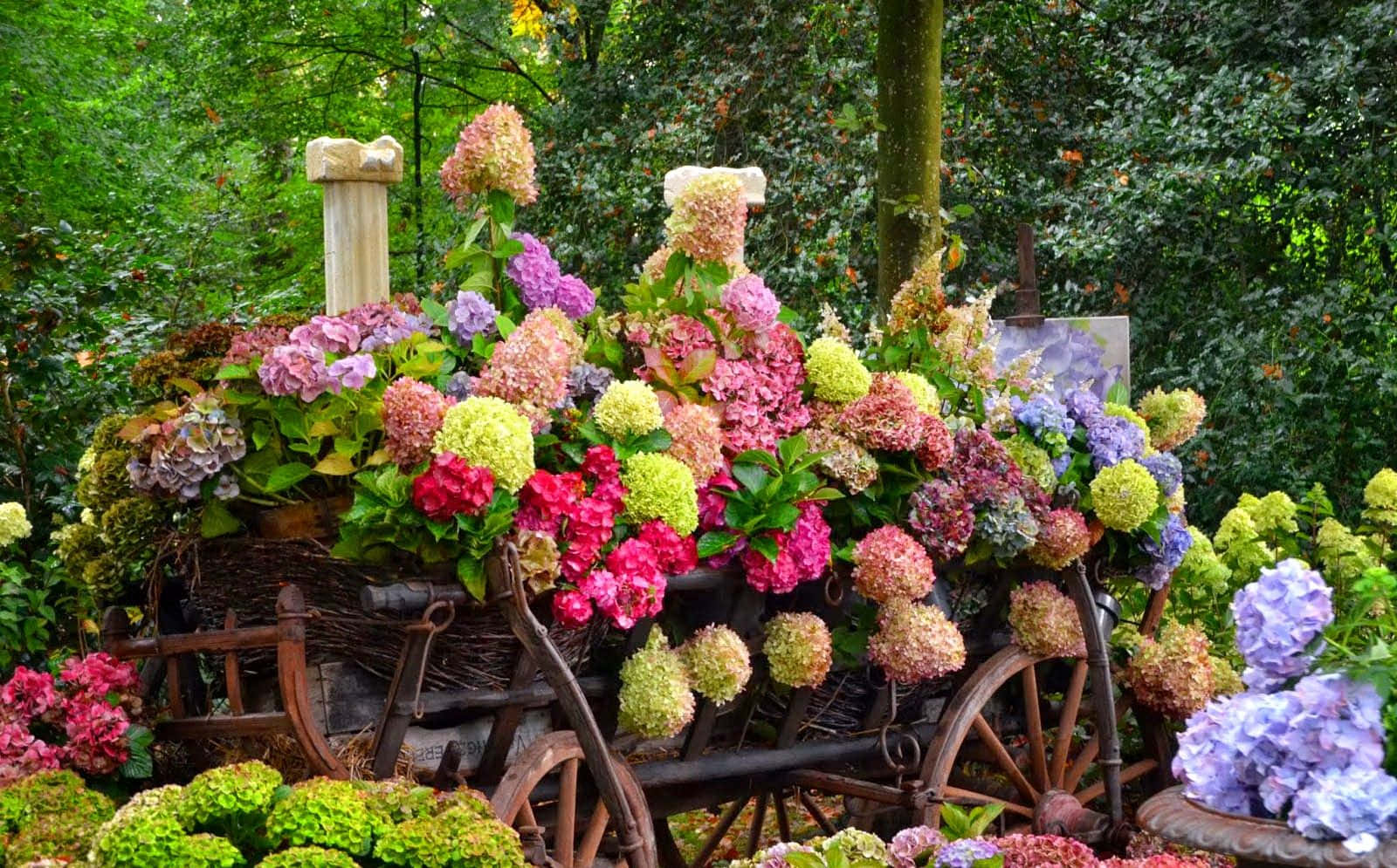 Spring Garden 桌布 壁紙 — 一架質樸的木製手推車，裝滿了粉紅色、紫色、綠色和白色色調的鮮豔繡球花，背景是鬱鬱蔥蔥的綠色花園。