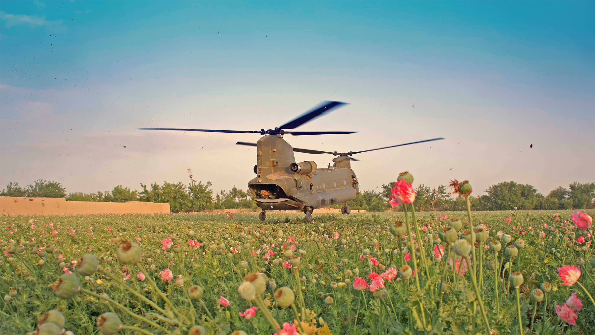 Helicopter 桌布 壁紙 — 一架軍用直升機在日落時分，在晴朗藍天下盤旋於一片粉紅色罌粟花田之上。